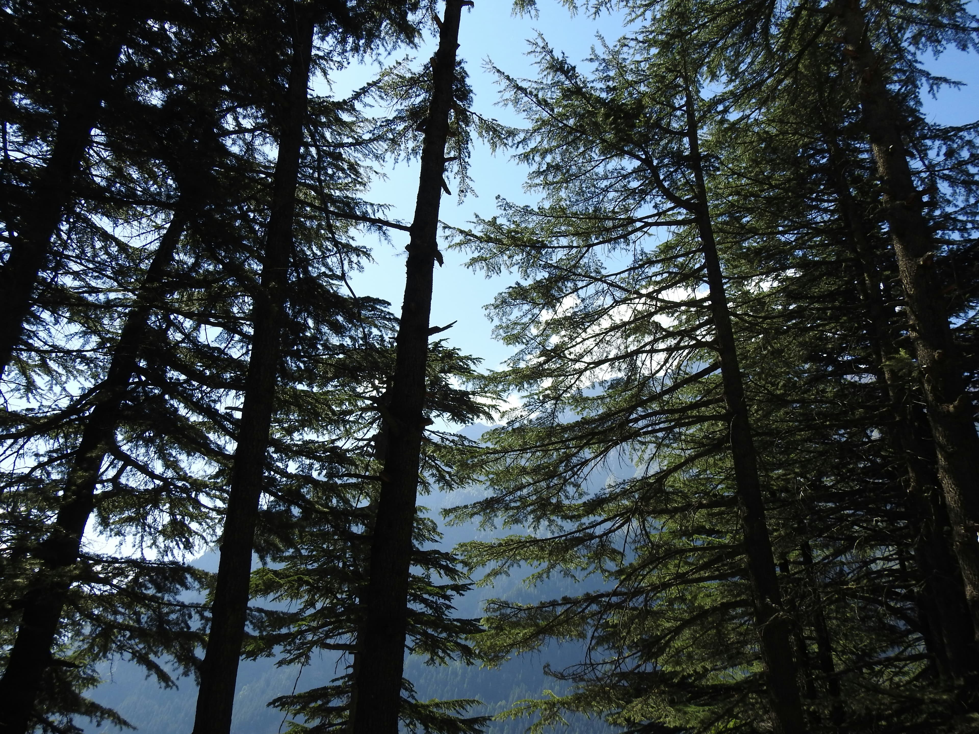 Romantic Honeymoon: Shimla & Manali slide 4