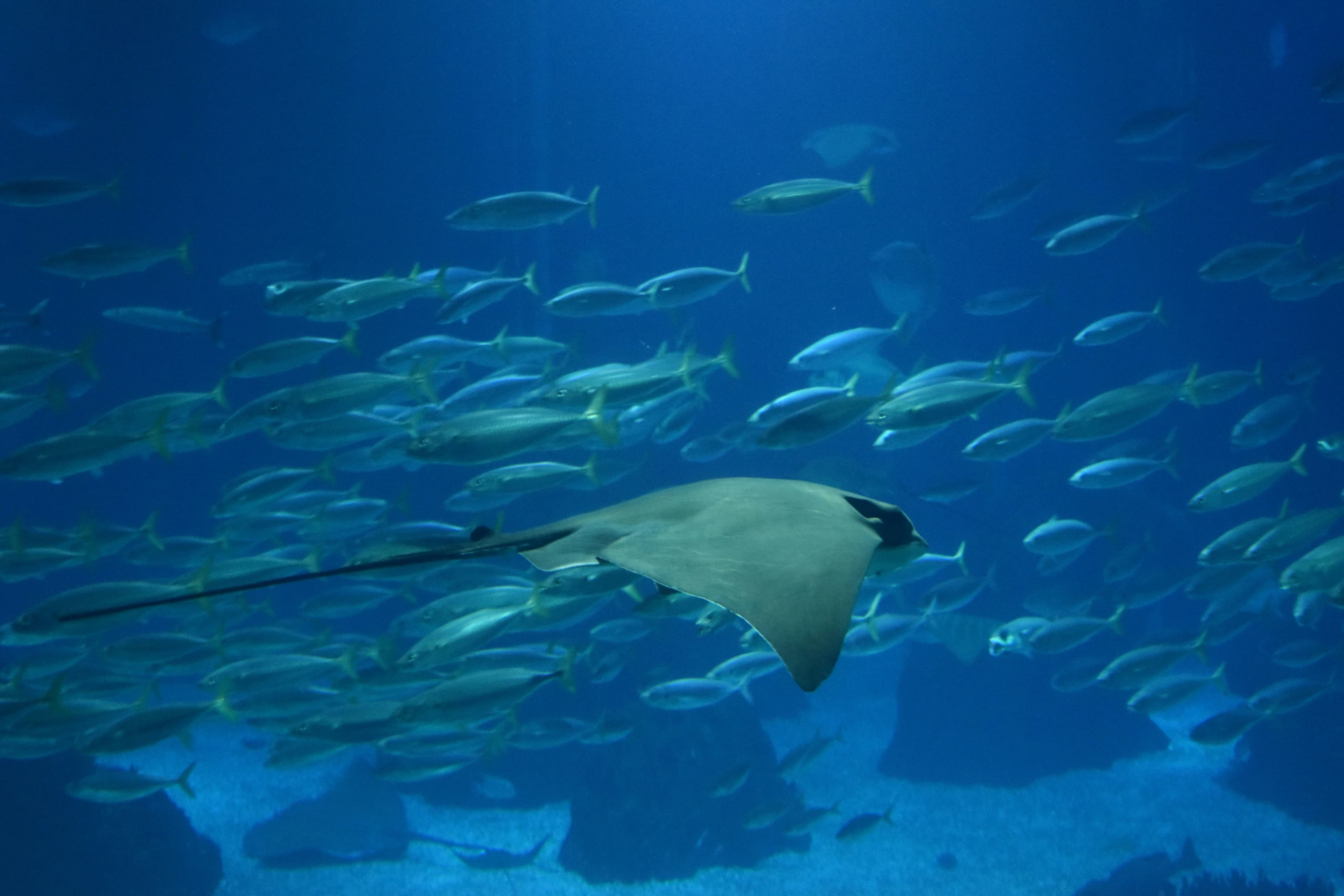To Osaka – Aquarium & Dotonbori