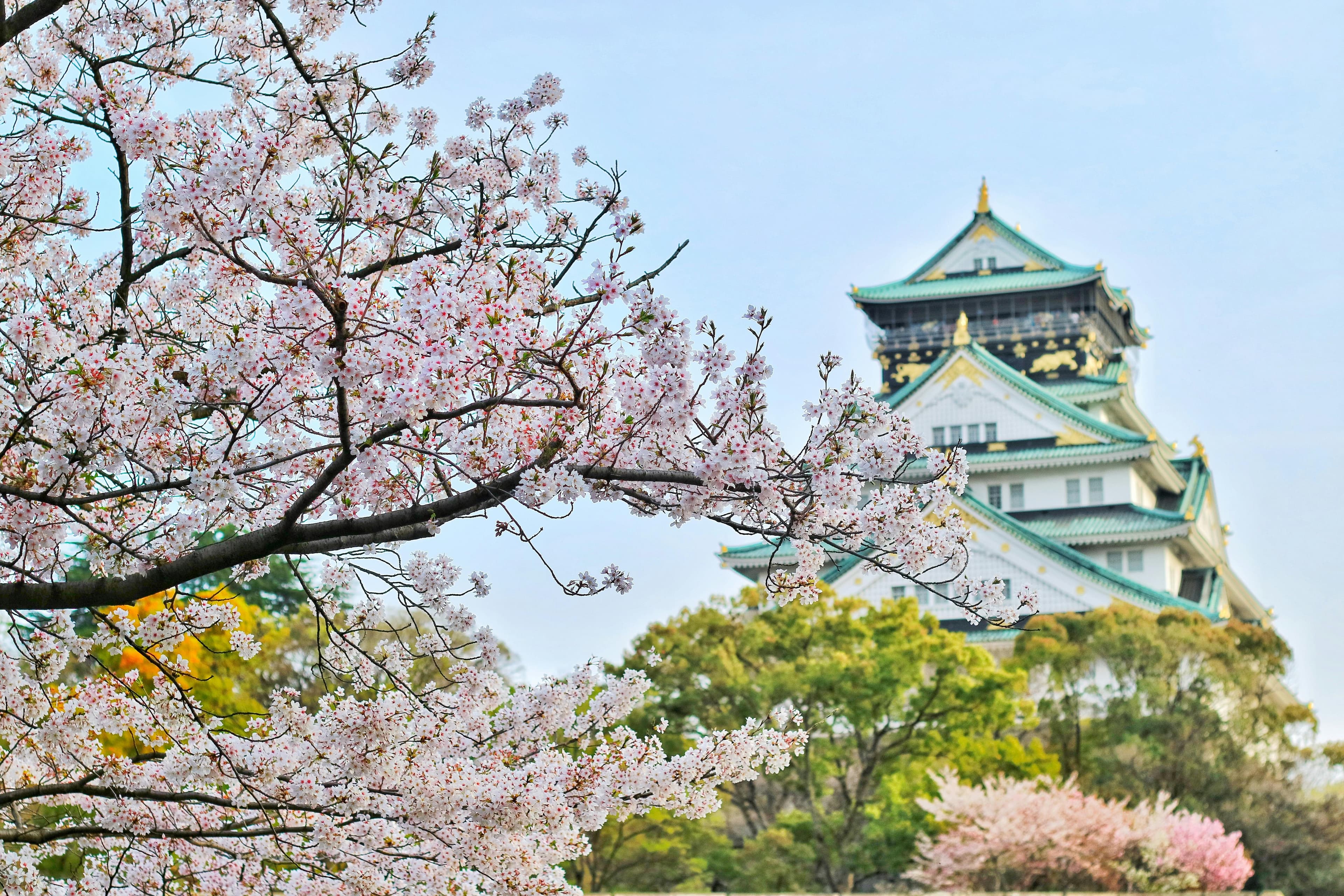 Japan Cherry Blossom Itinerary (Kids Friendly)