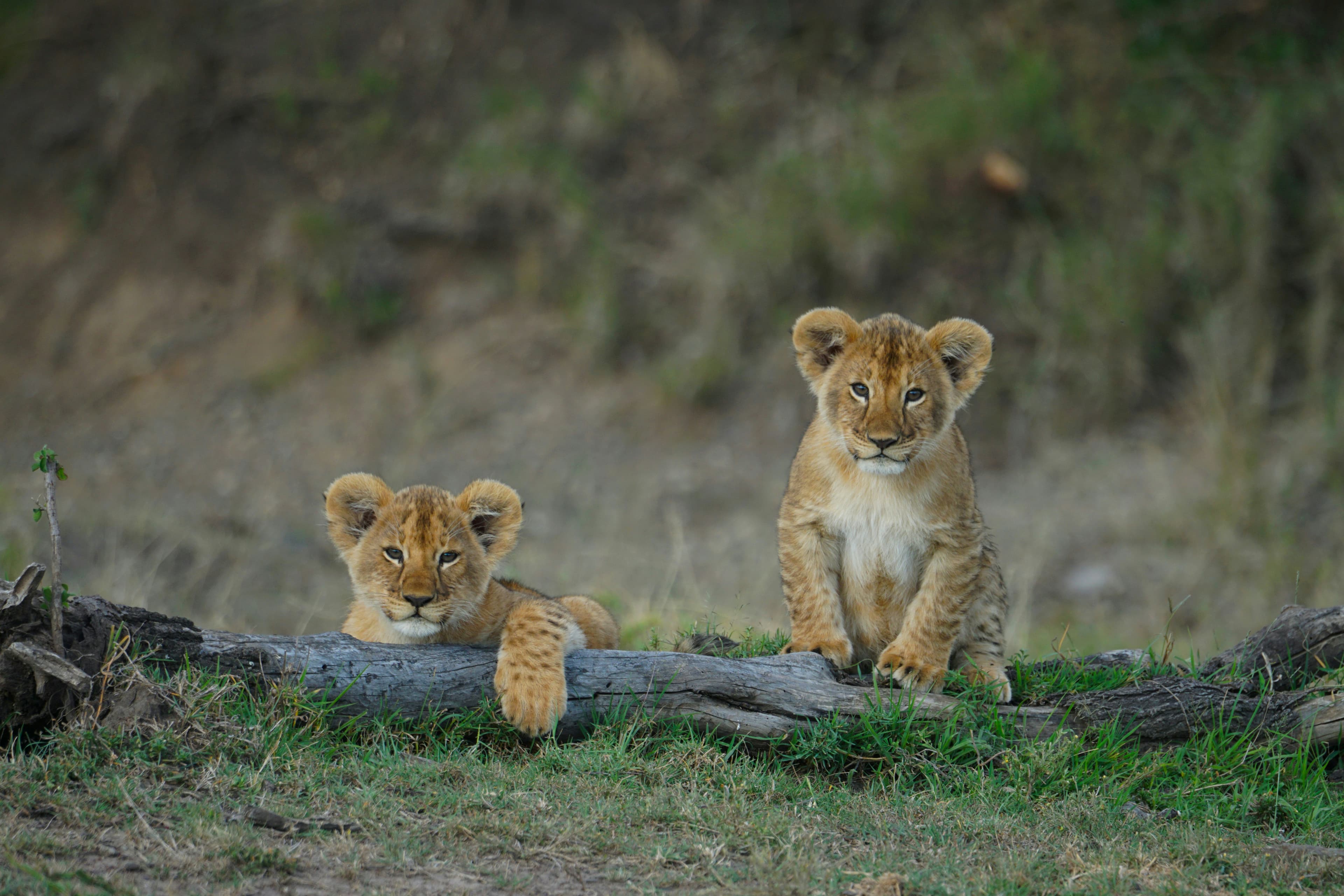 Luxurious 10-Day Masai Mara Itinerary slide 1