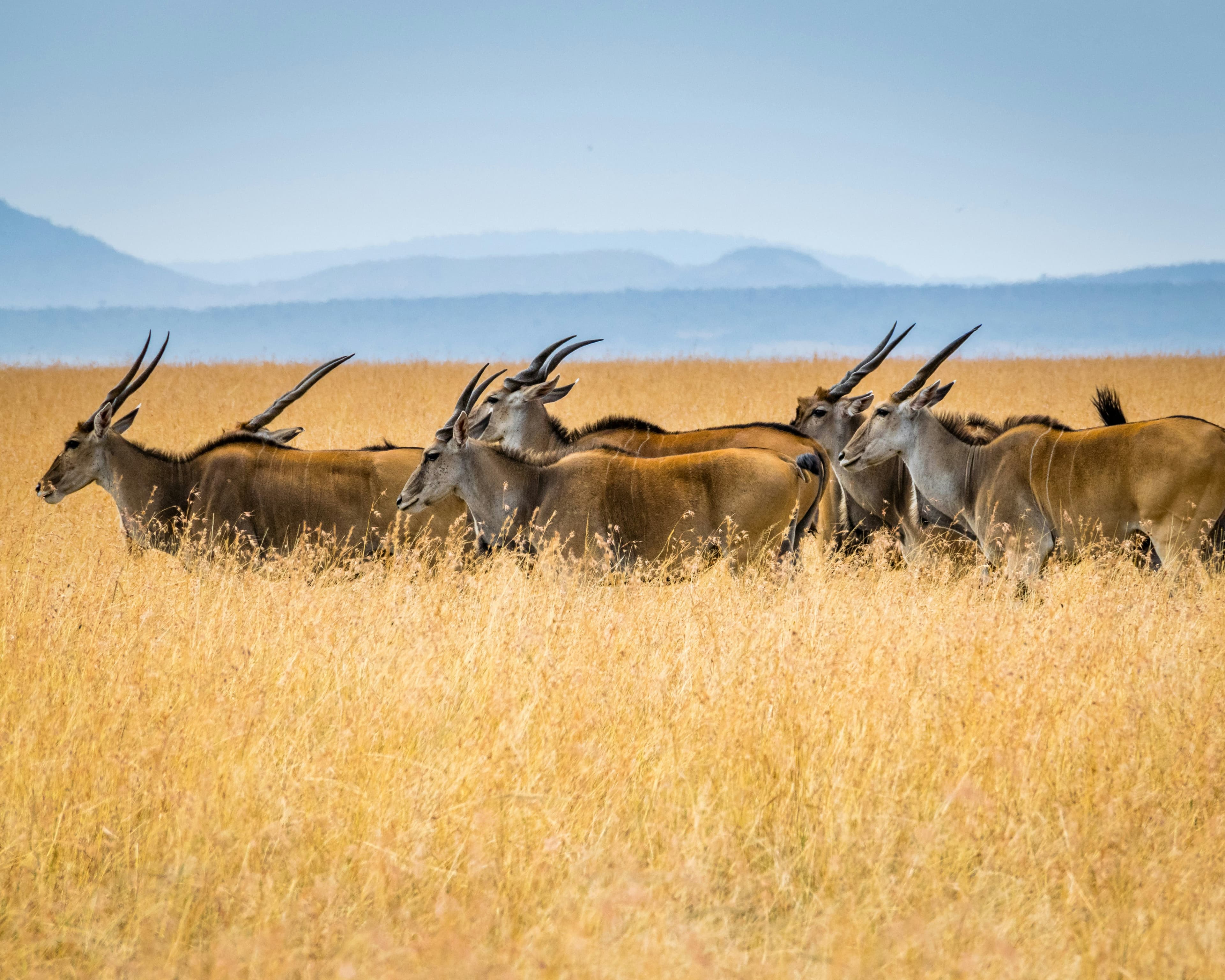 Luxurious 10-Day Masai Mara Itinerary slide 3