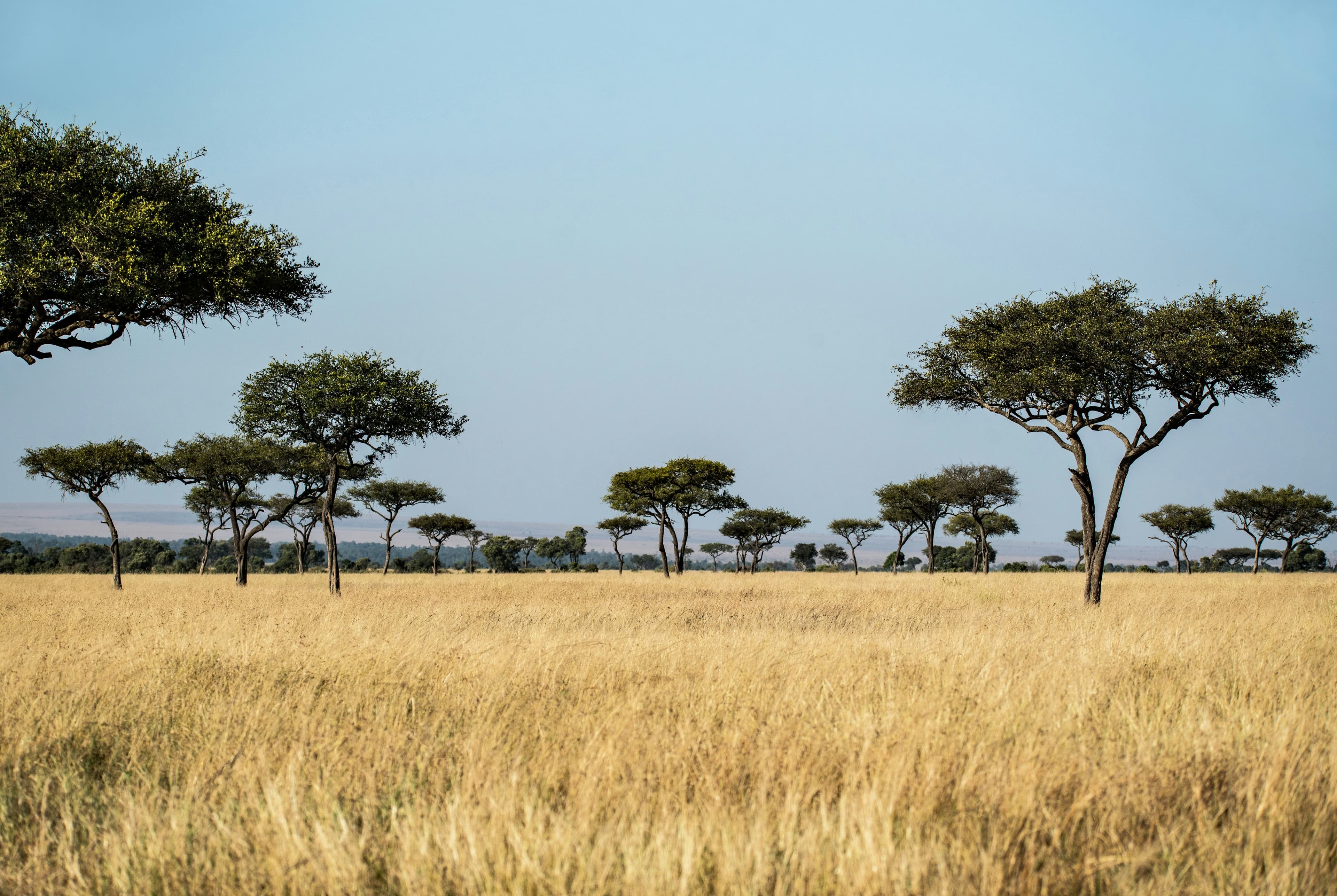 Luxurious 10-Day Masai Mara Itinerary slide 4