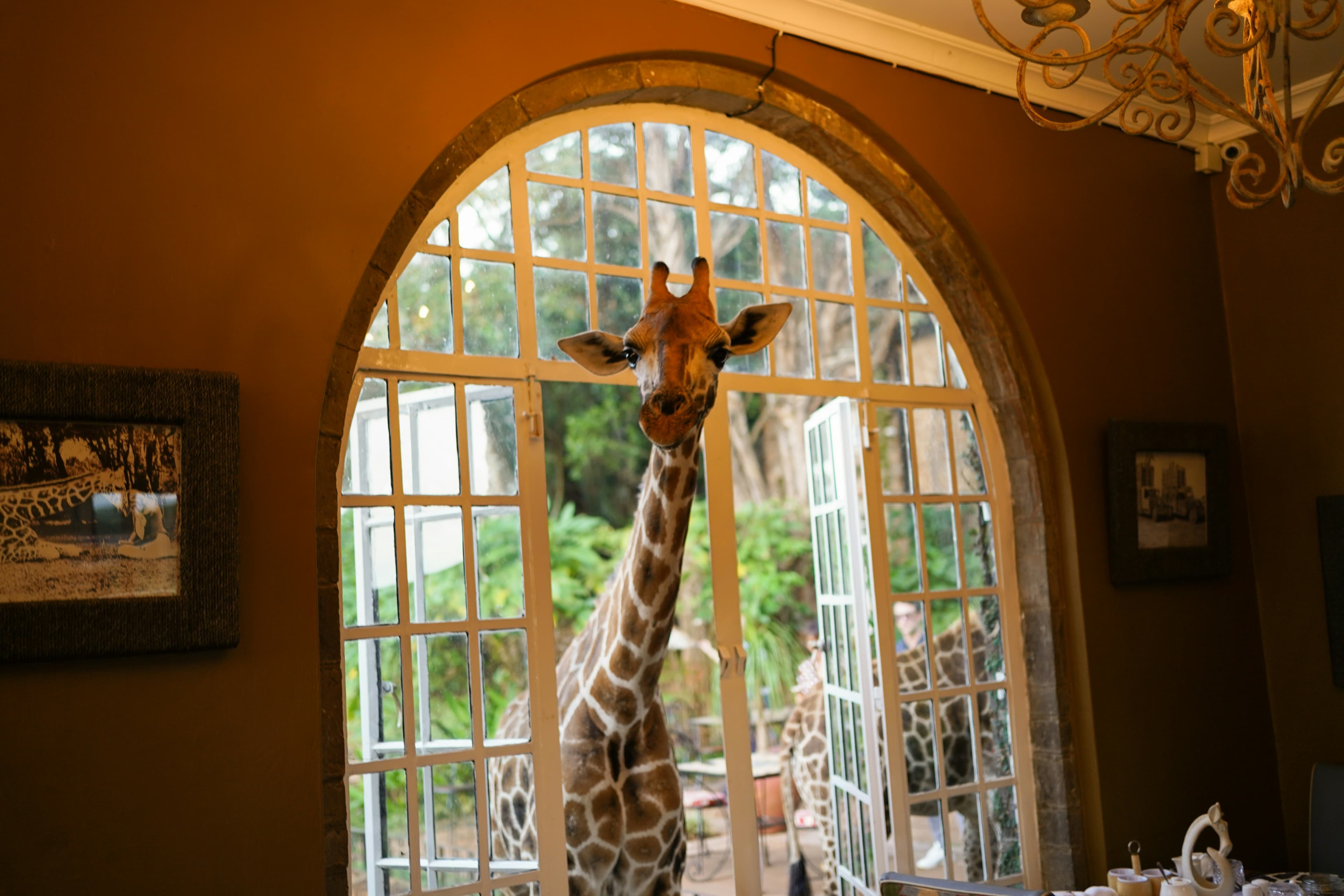 Arrival in Nairobi – Giraffe Manor