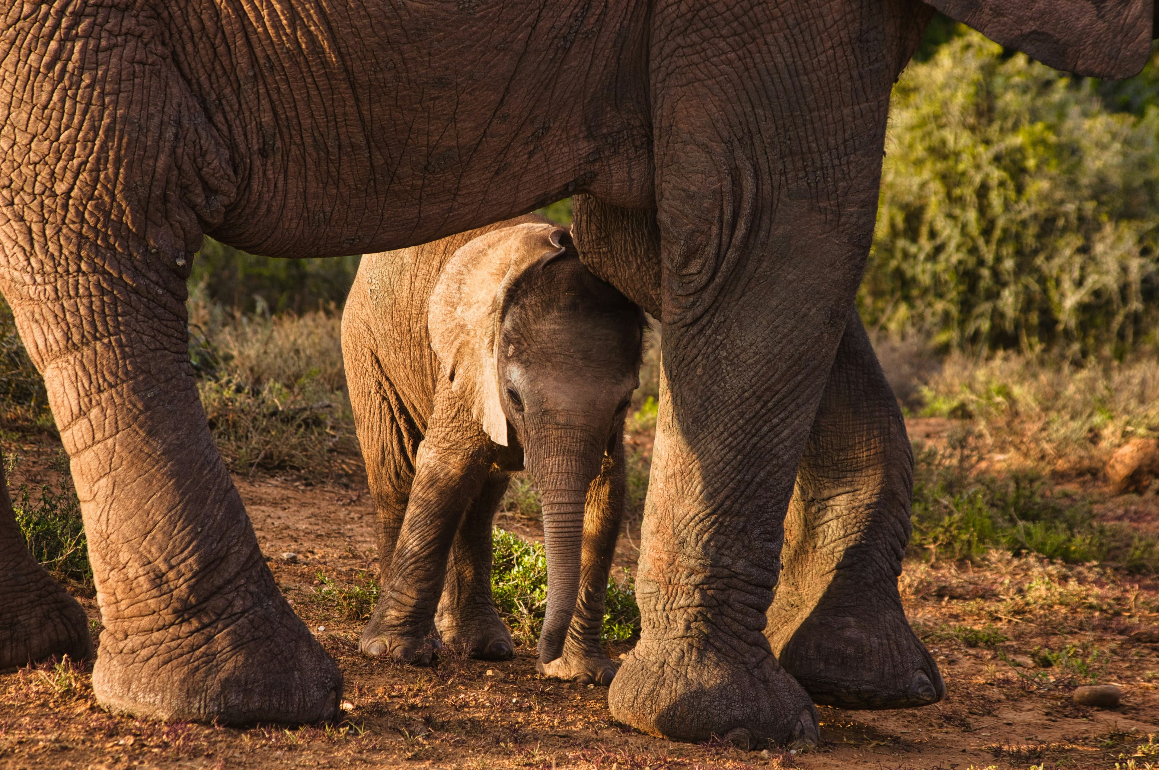 Nairobi – Elephants & Blixen
