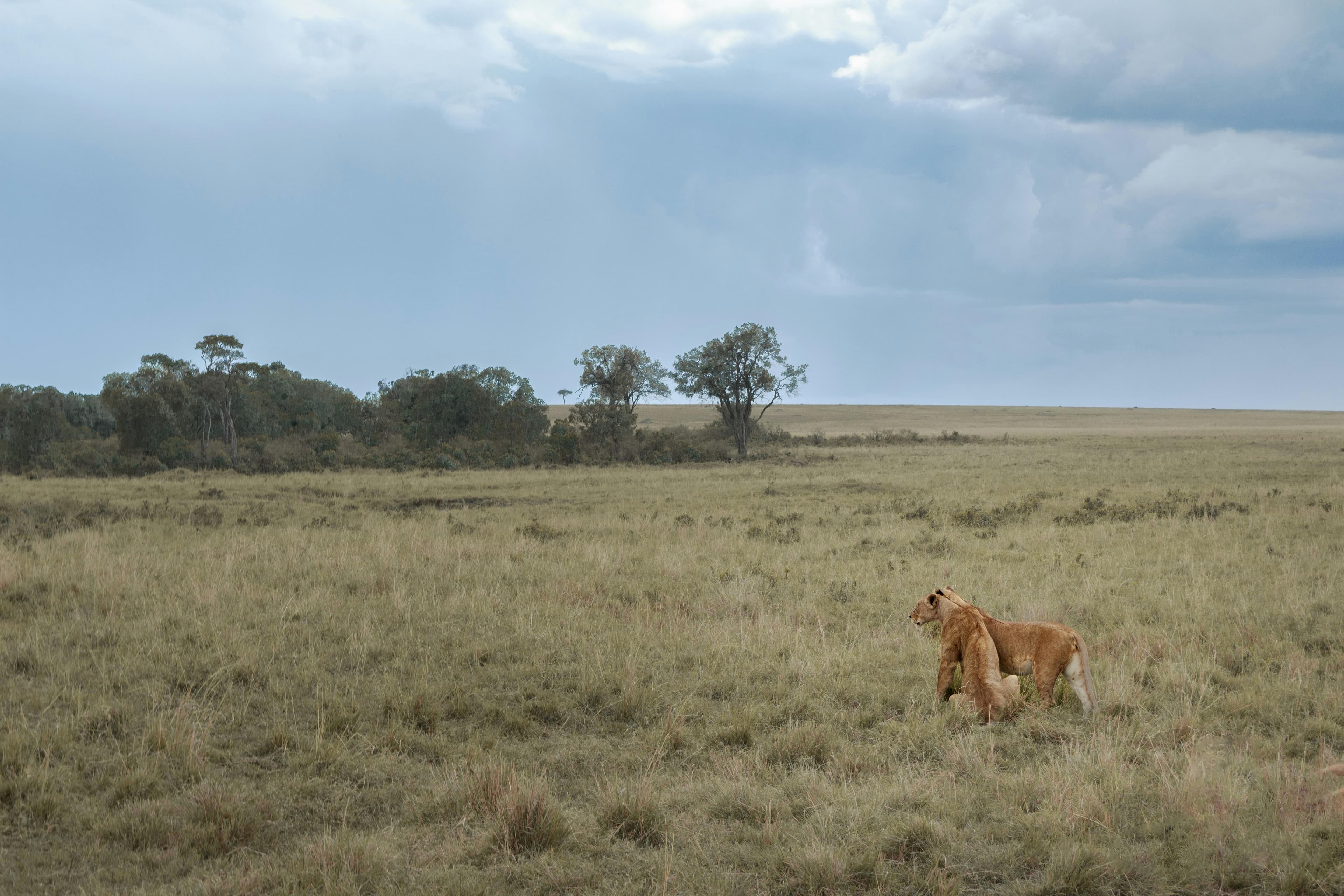 Luxurious 10-Day Masai Mara Itinerary