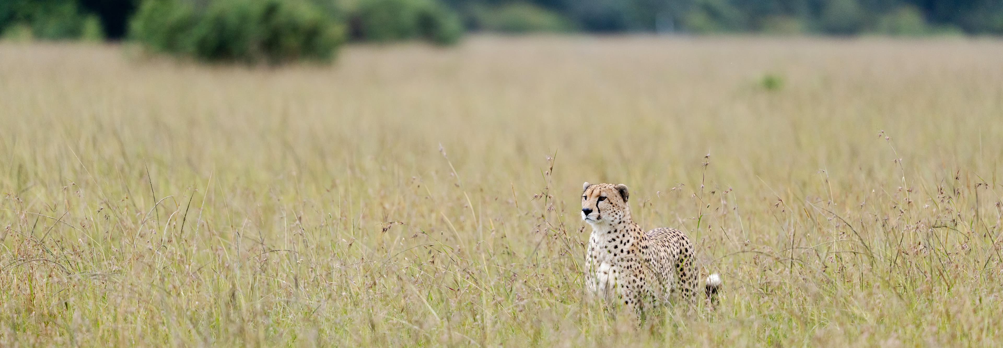 10-Day Luxurious Kenya Itinerary slide 4