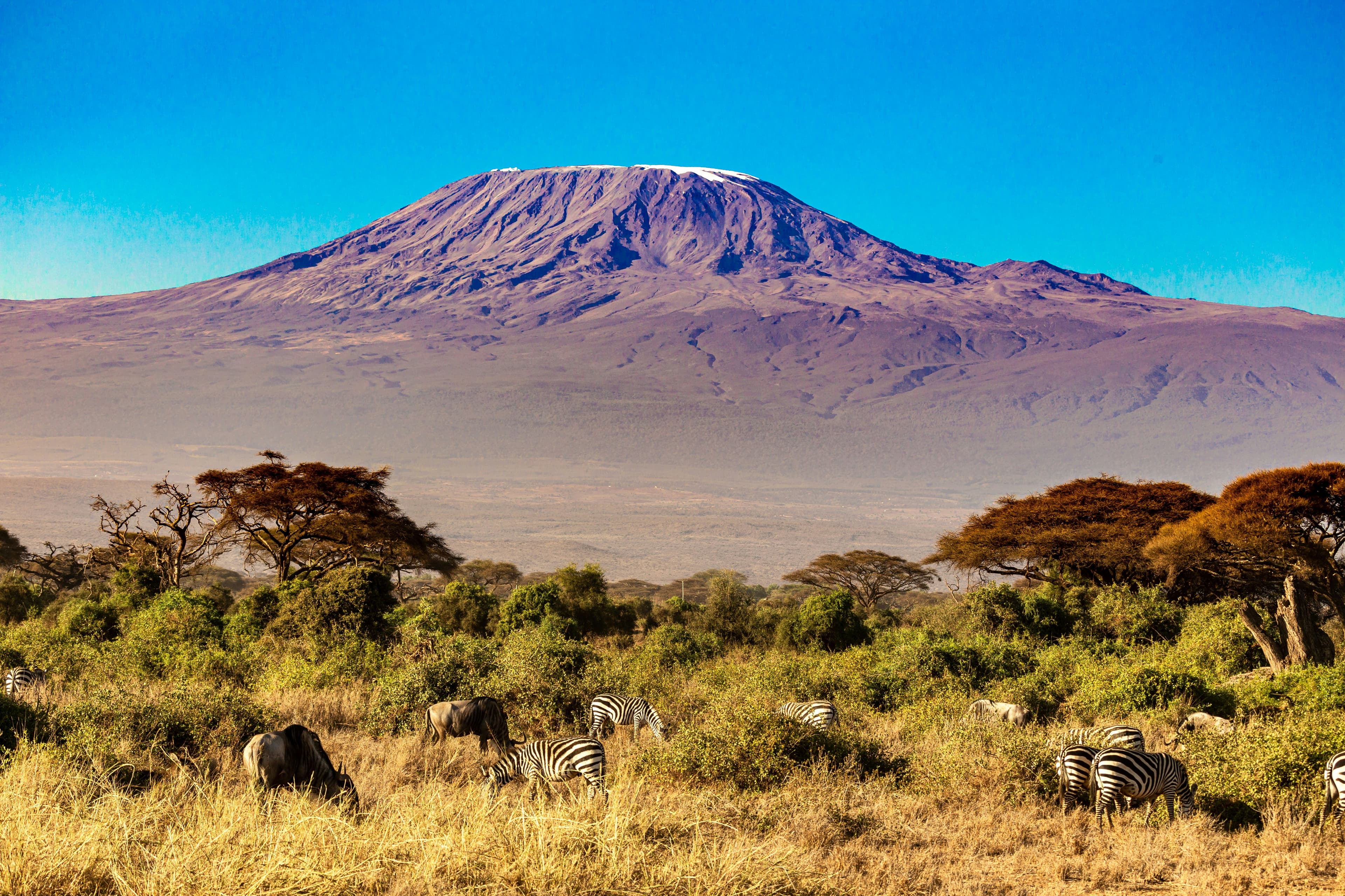 Amboseli – Land of Giants