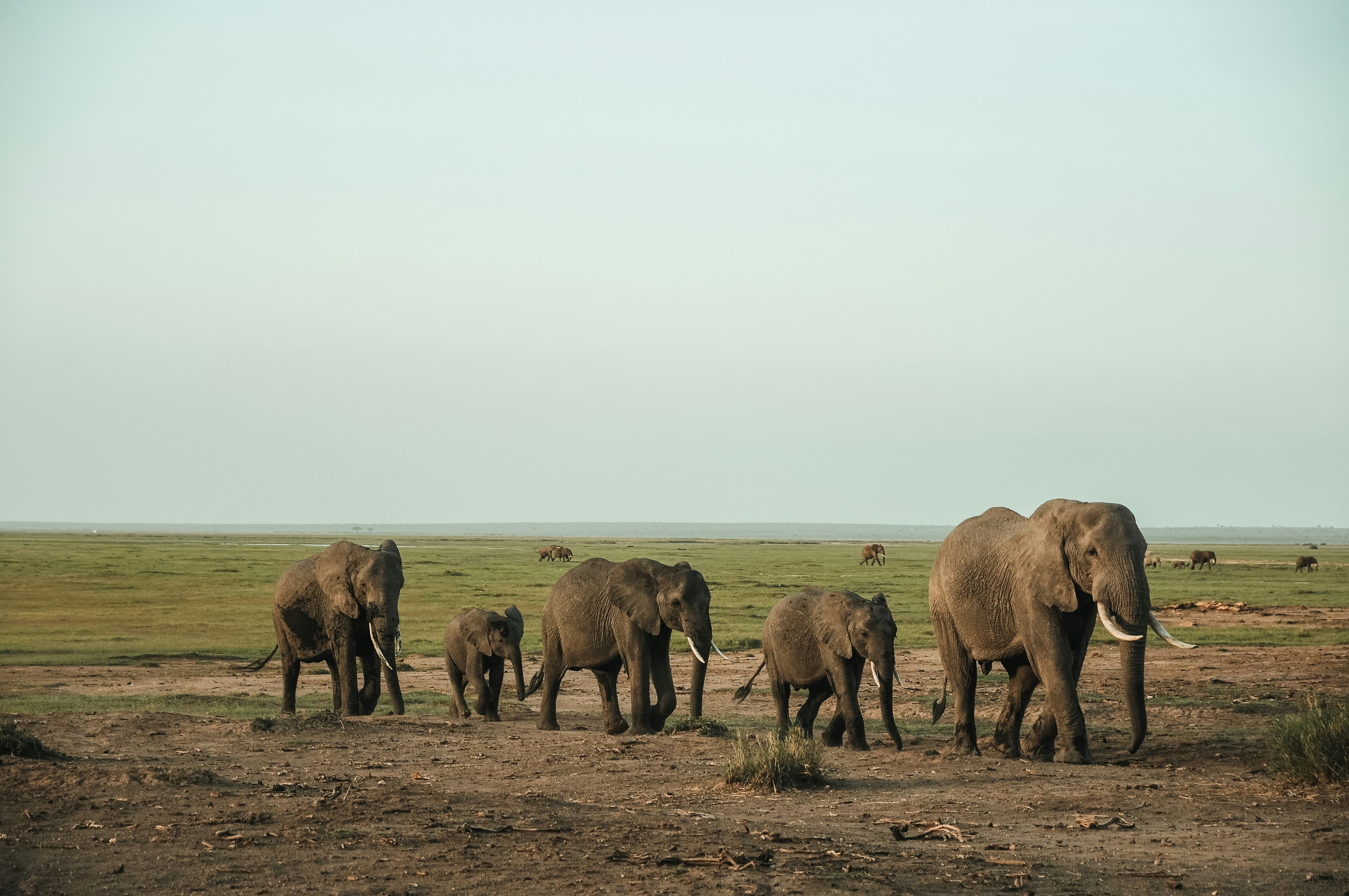 Amboseli Game Drives