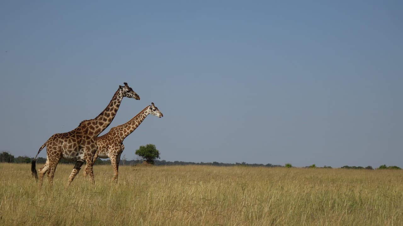 Fly to Masai Mara