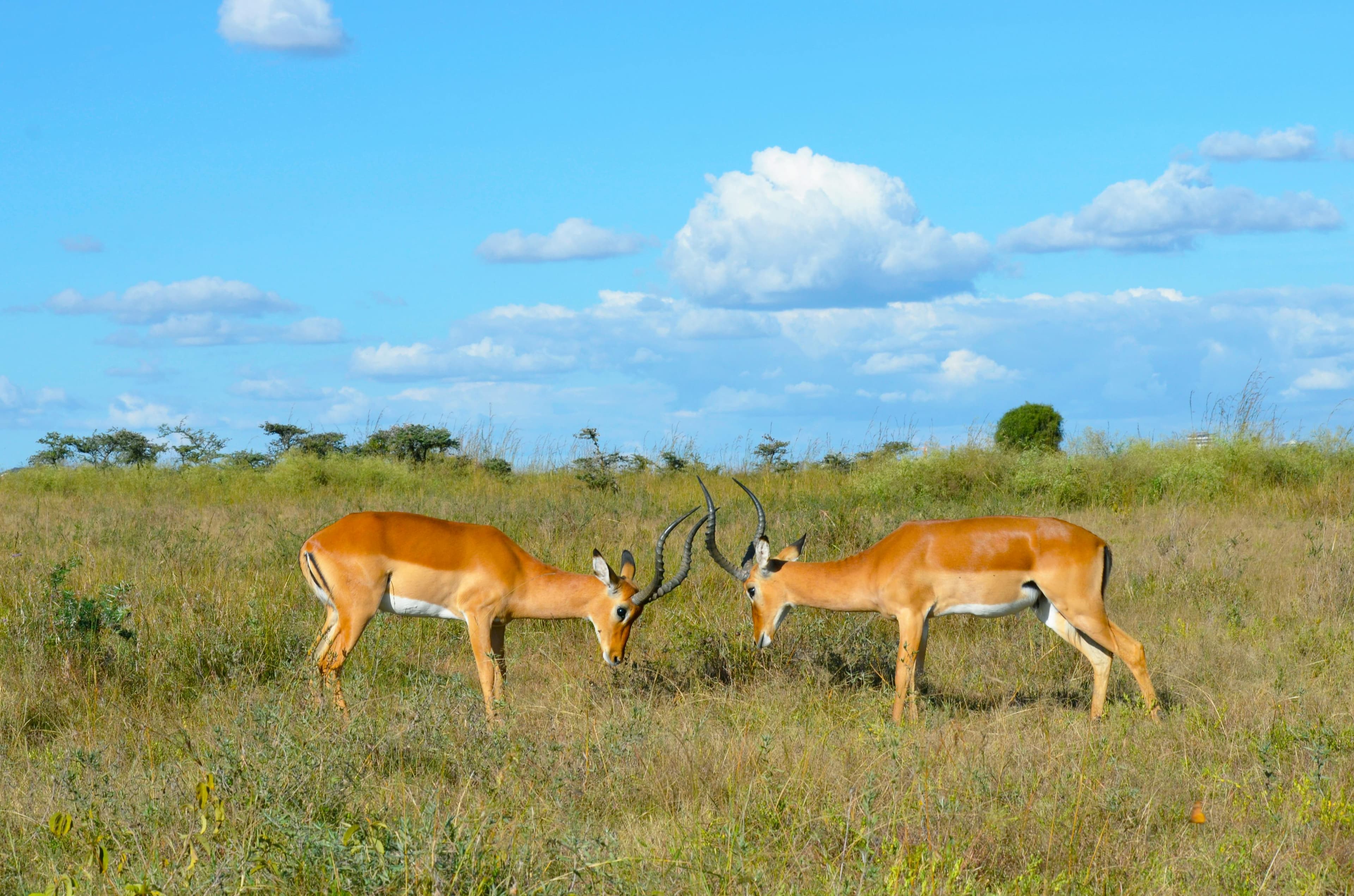 10-Day Luxurious Kenya Itinerary