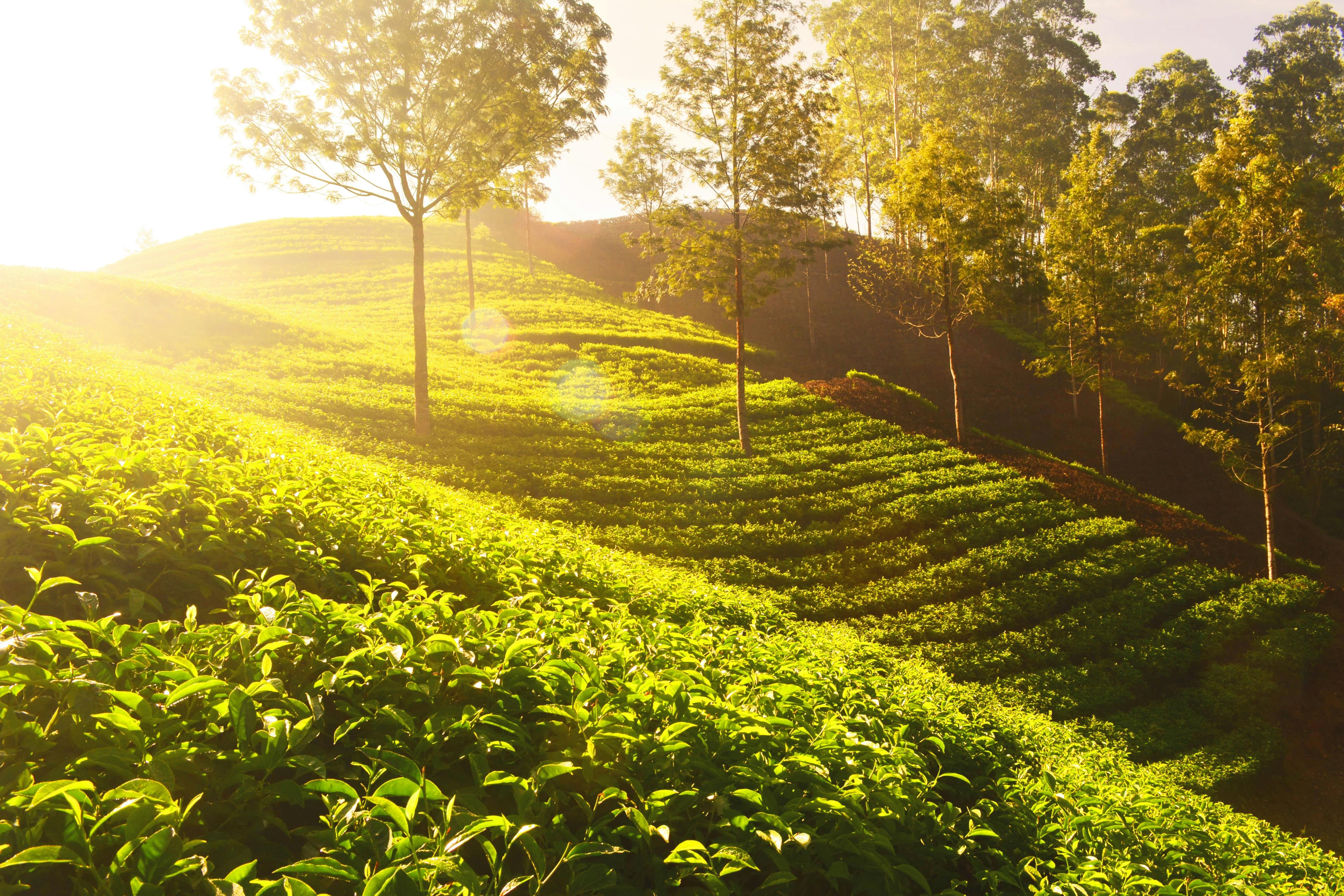 10-Day Family Itinerary for Kerala slide 3