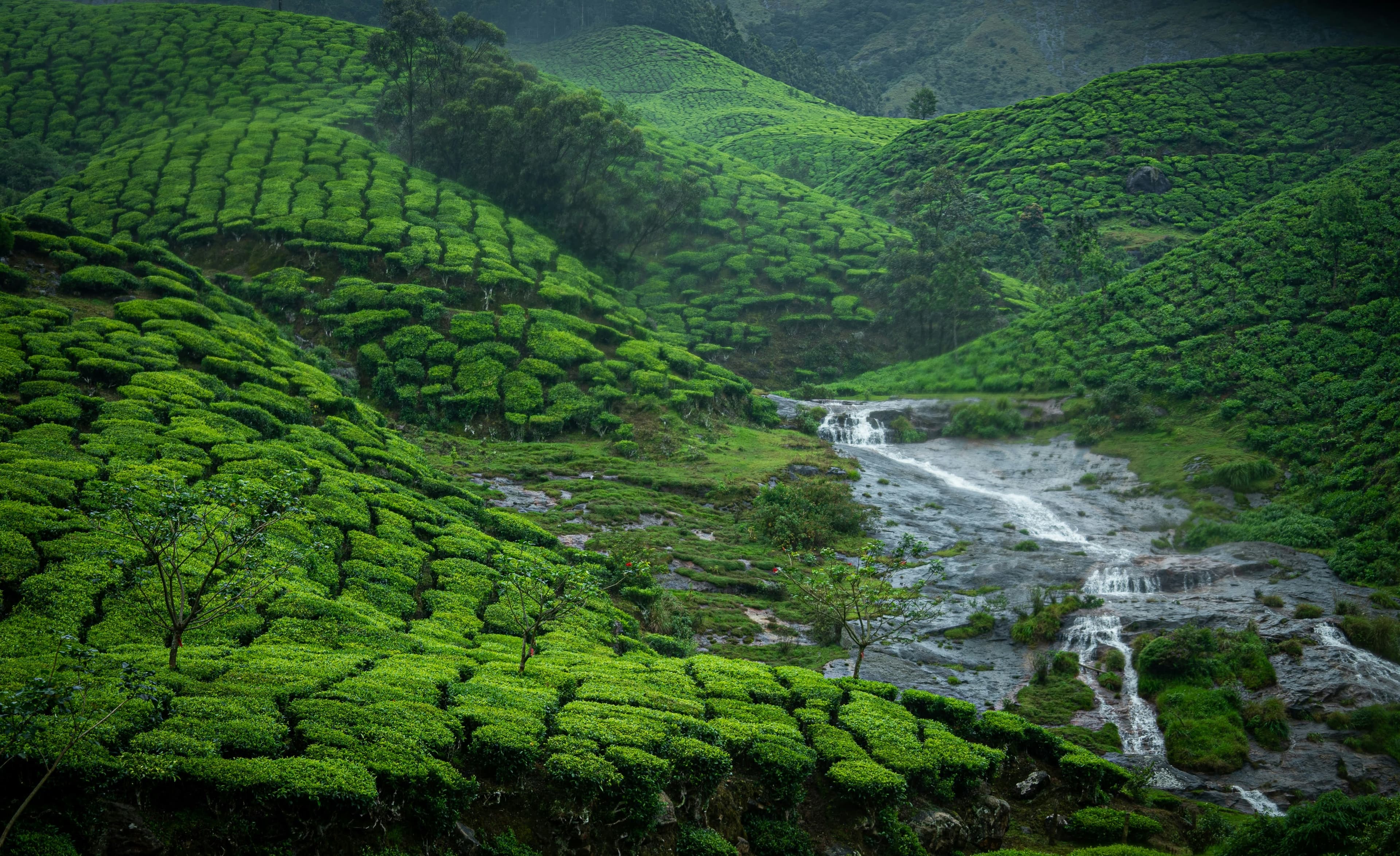 Kochi → Munnar