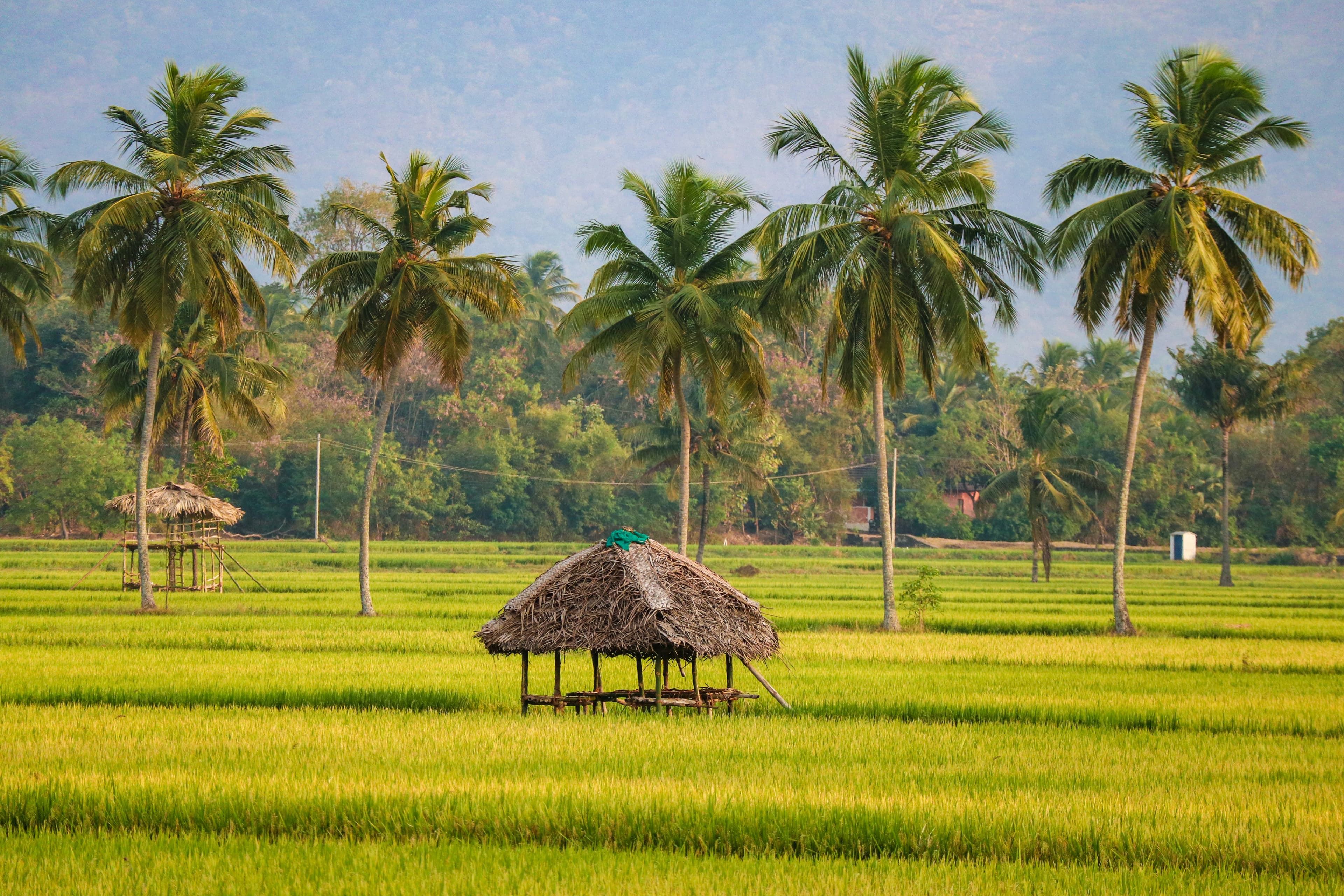 Unique Honeymoon: Munnar, Thekkady & Wayanad – 7D/6N slide 1