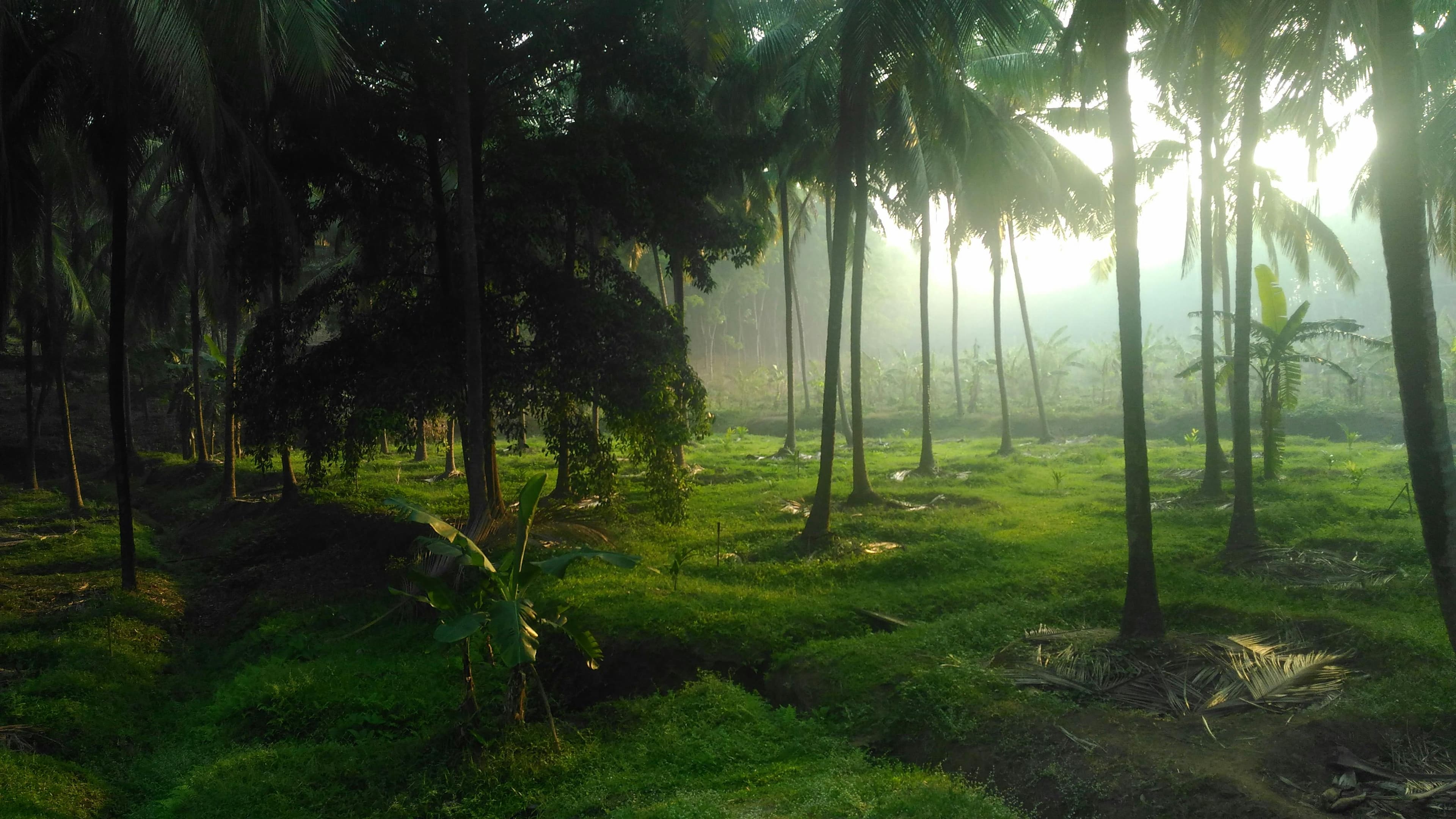 Ultimate Luxurious Kerala Honeymoon Itinerary (7N/8D) slide 4
