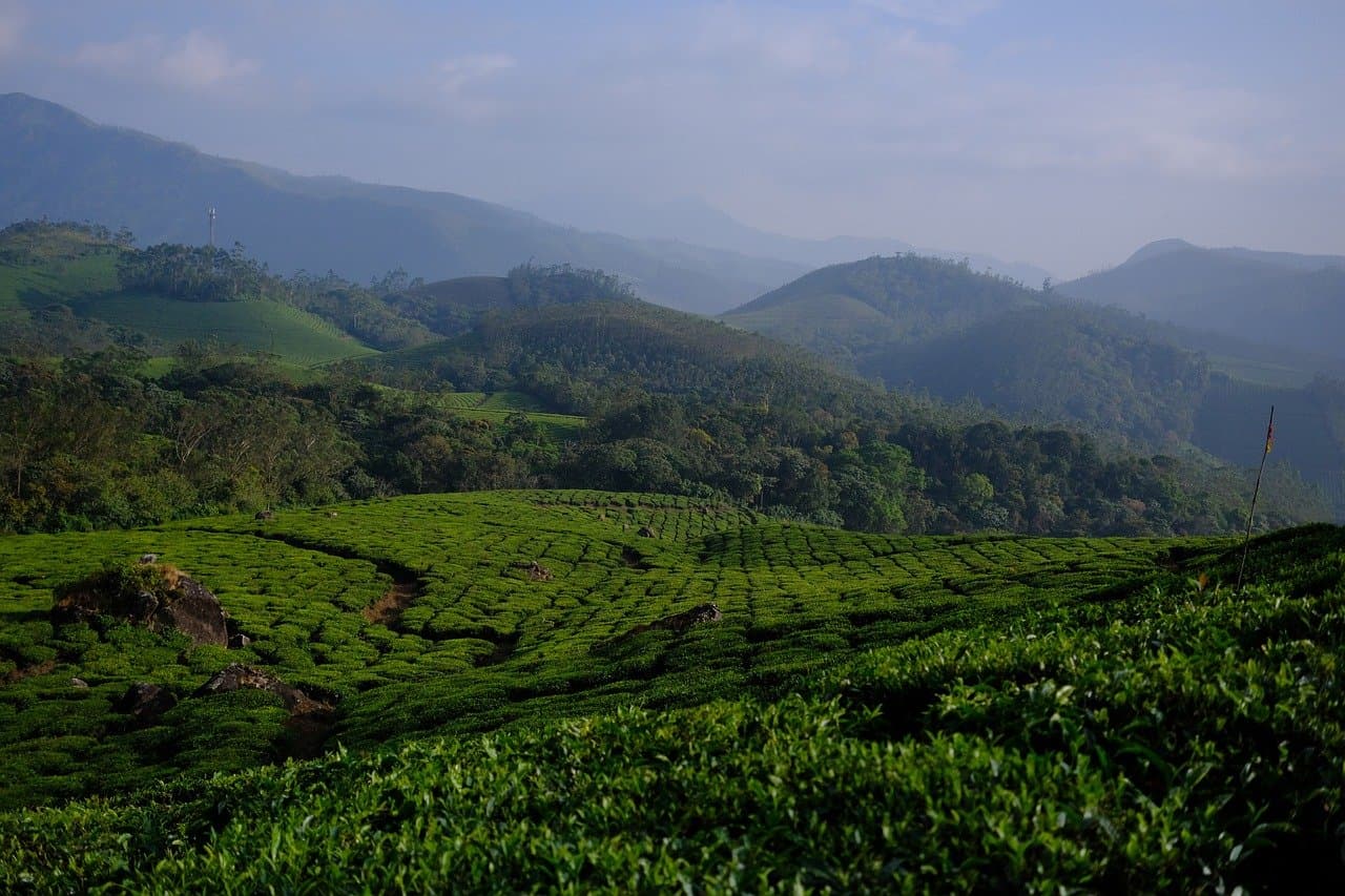 Kochi → Munnar – Tea Valley Paradise