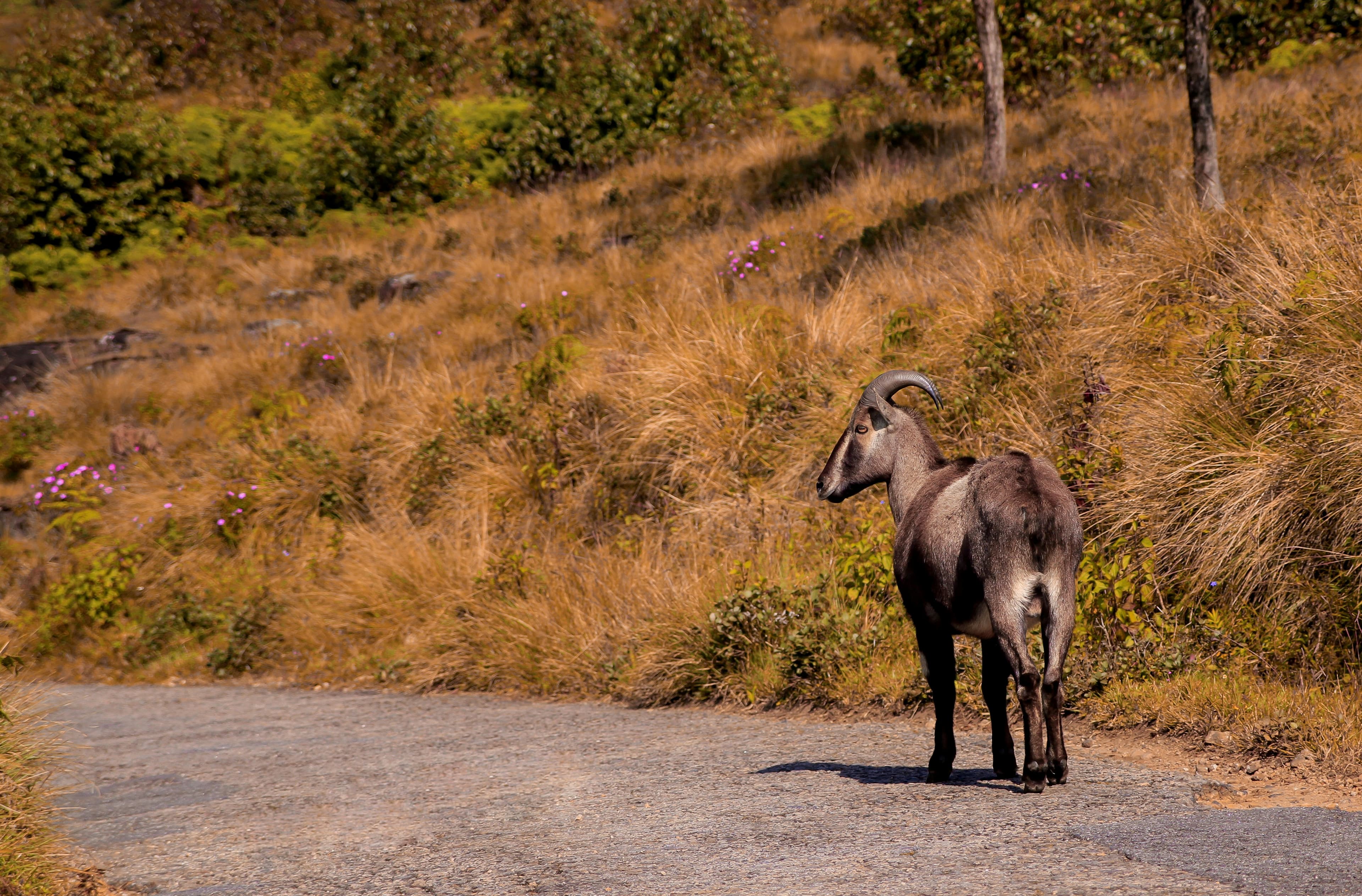 Munnar – Romantic Escapes