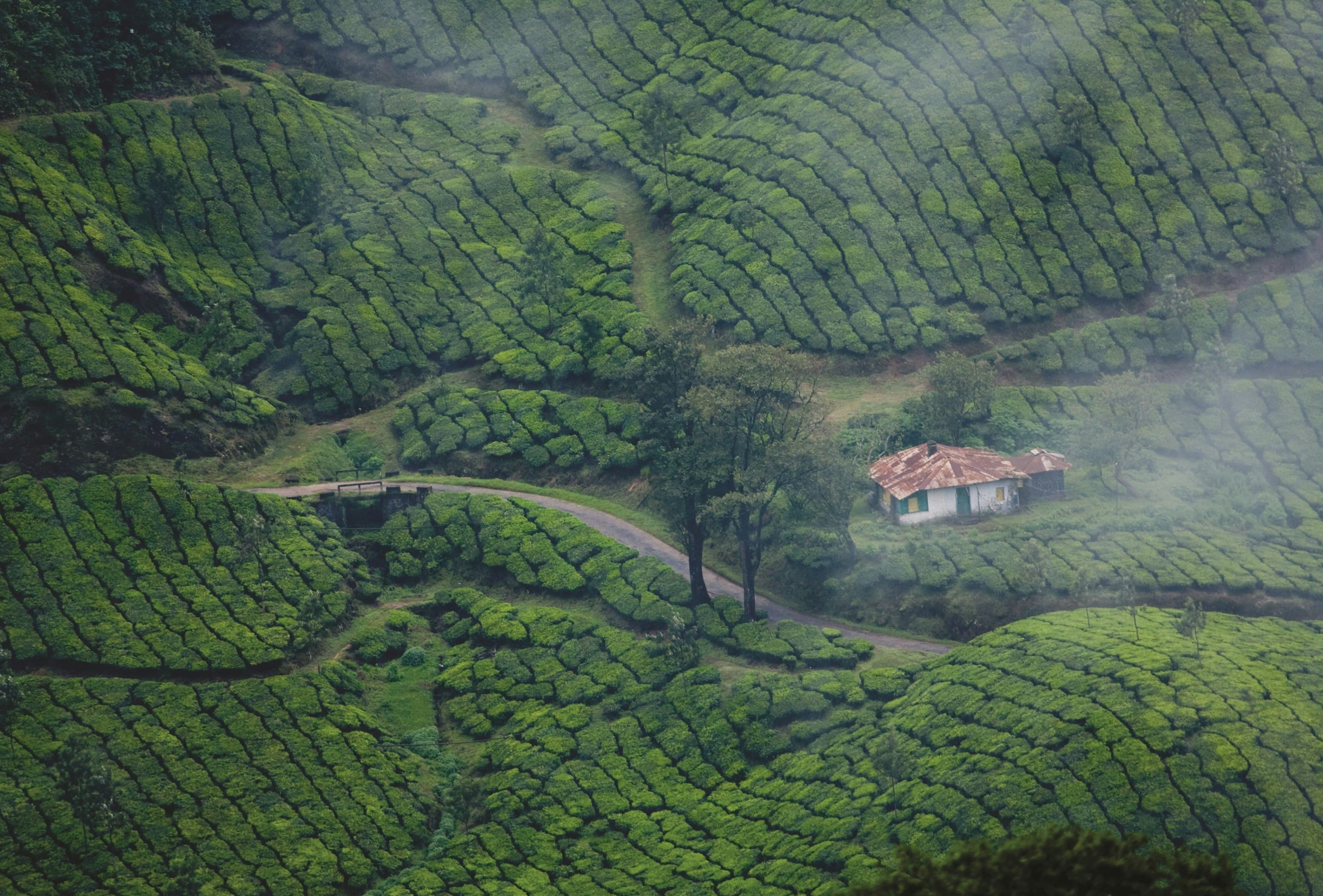 Family Fun: Wayanad, Thekkady & Munnar – 8D/7N slide 4