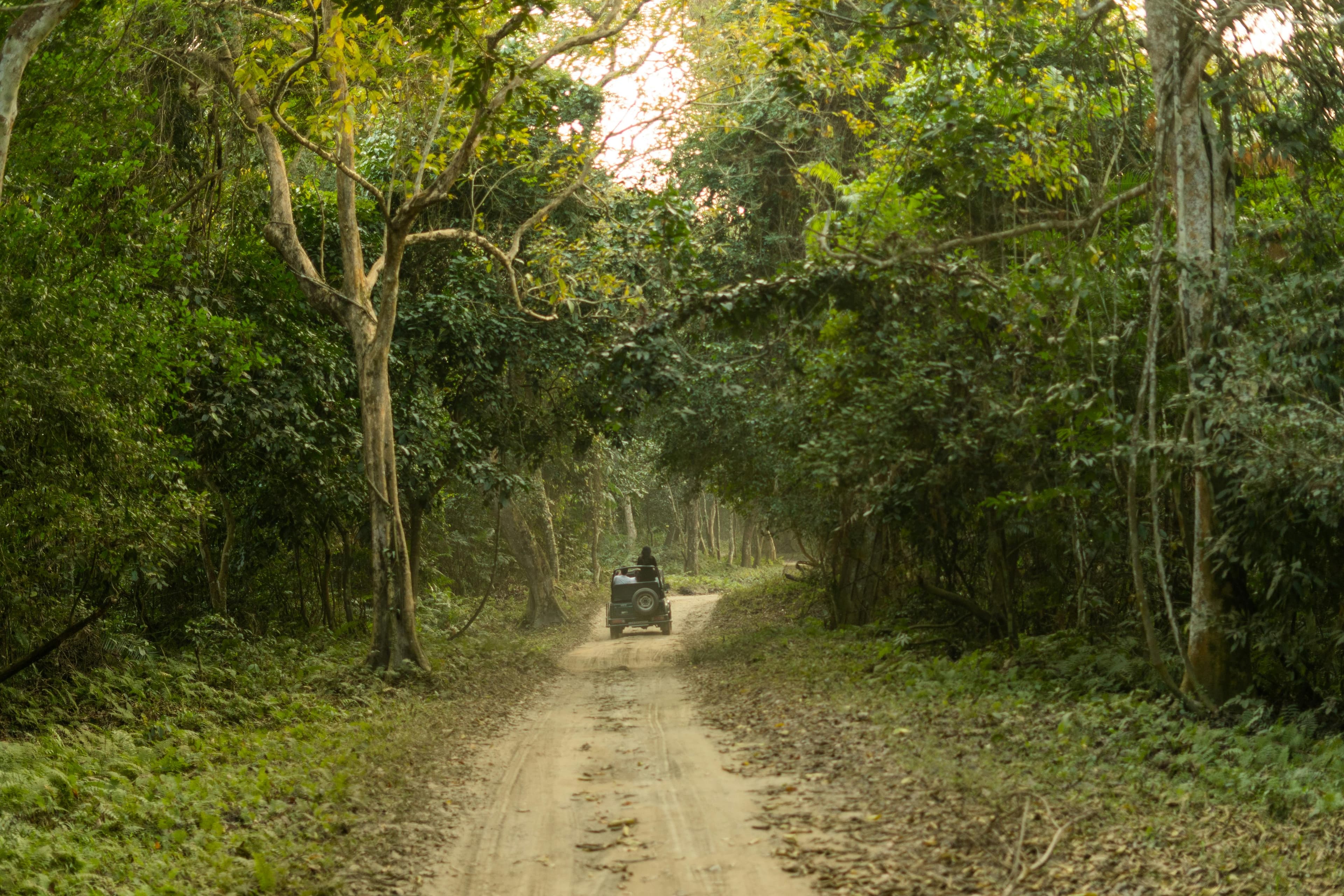 Wayanad Wildlife & Viewpoints