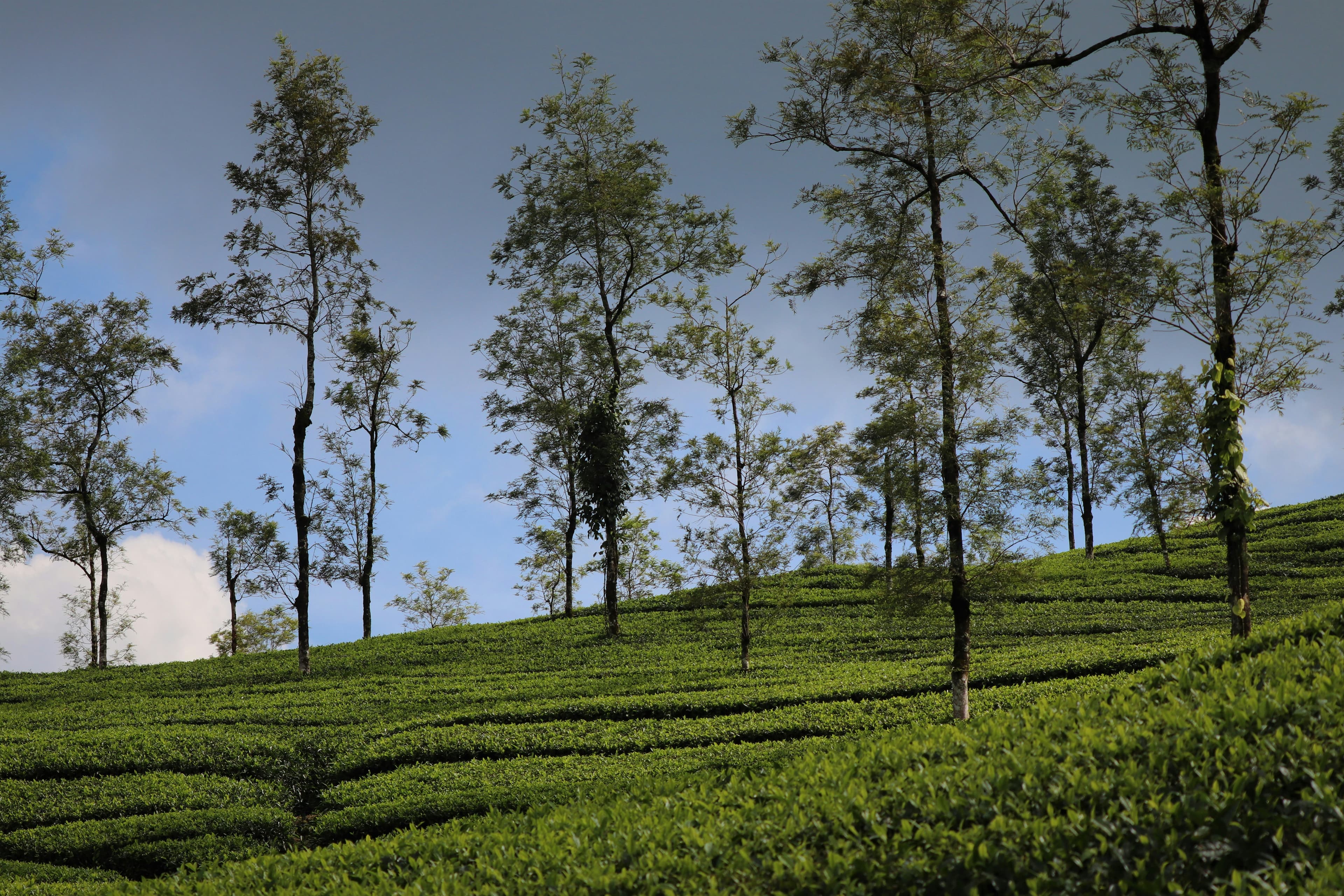 Wayanad → Thekkady