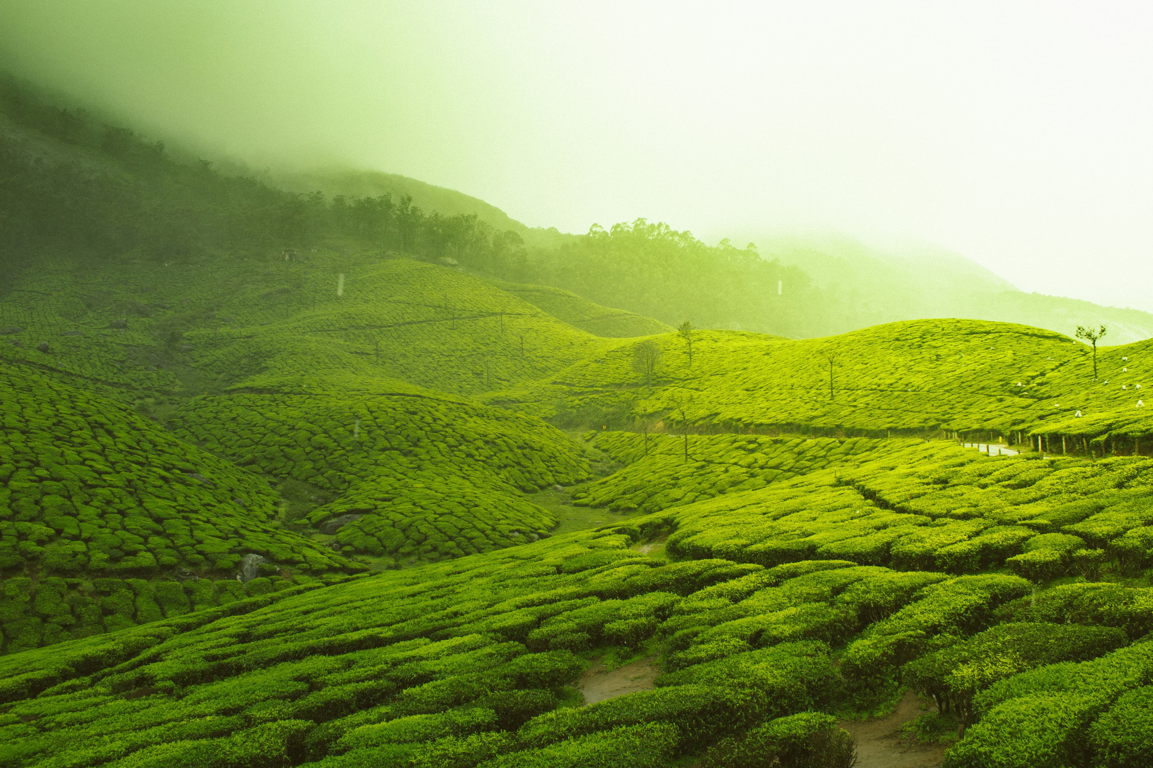 Thekkady → Munnar