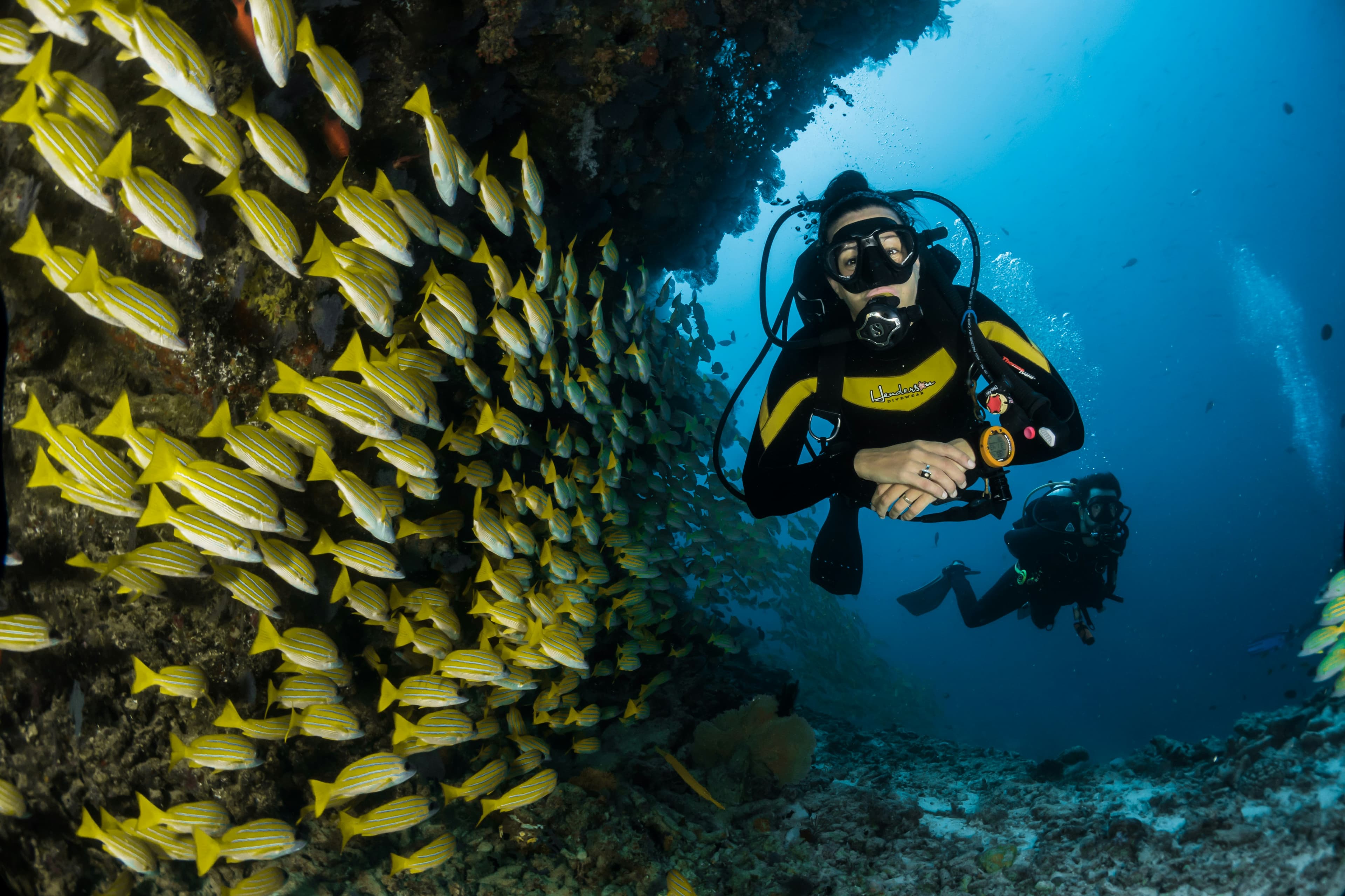 Scuba Diving & Dolphin Cruise