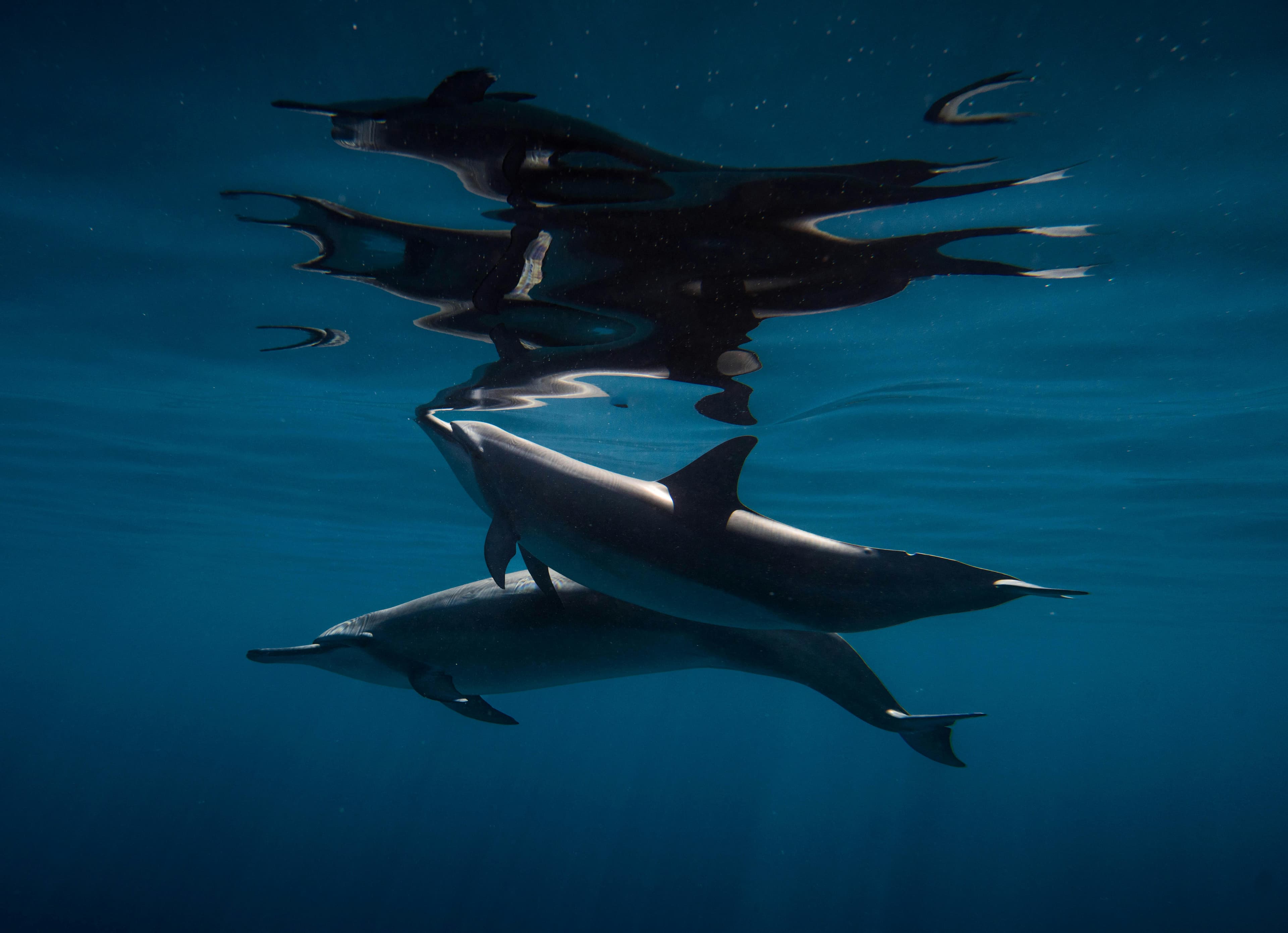 Snorkeling & Dolphin Watching