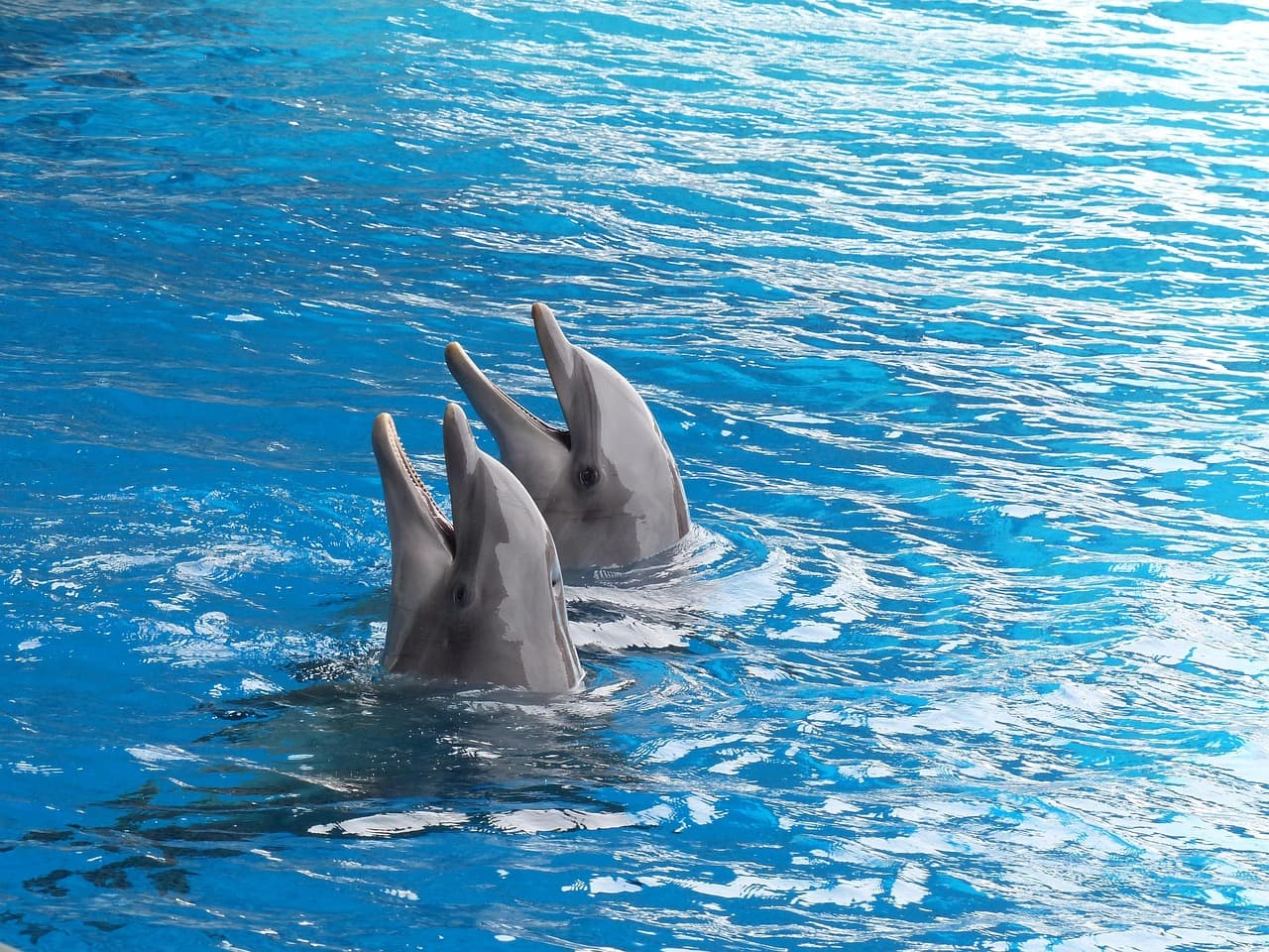 Dolphins & Casela Nature Park