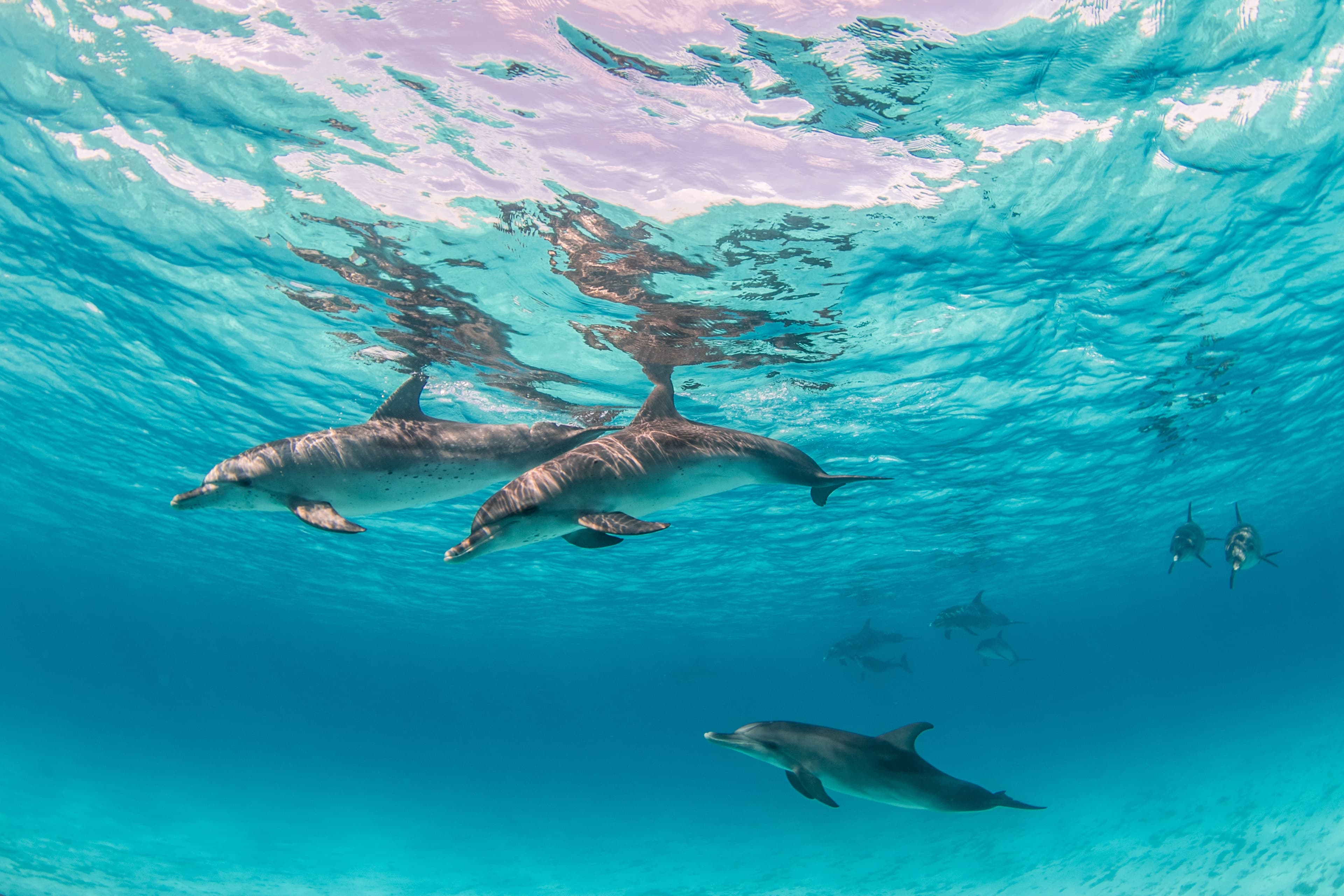 Dolphin Cruise & Beach Fun