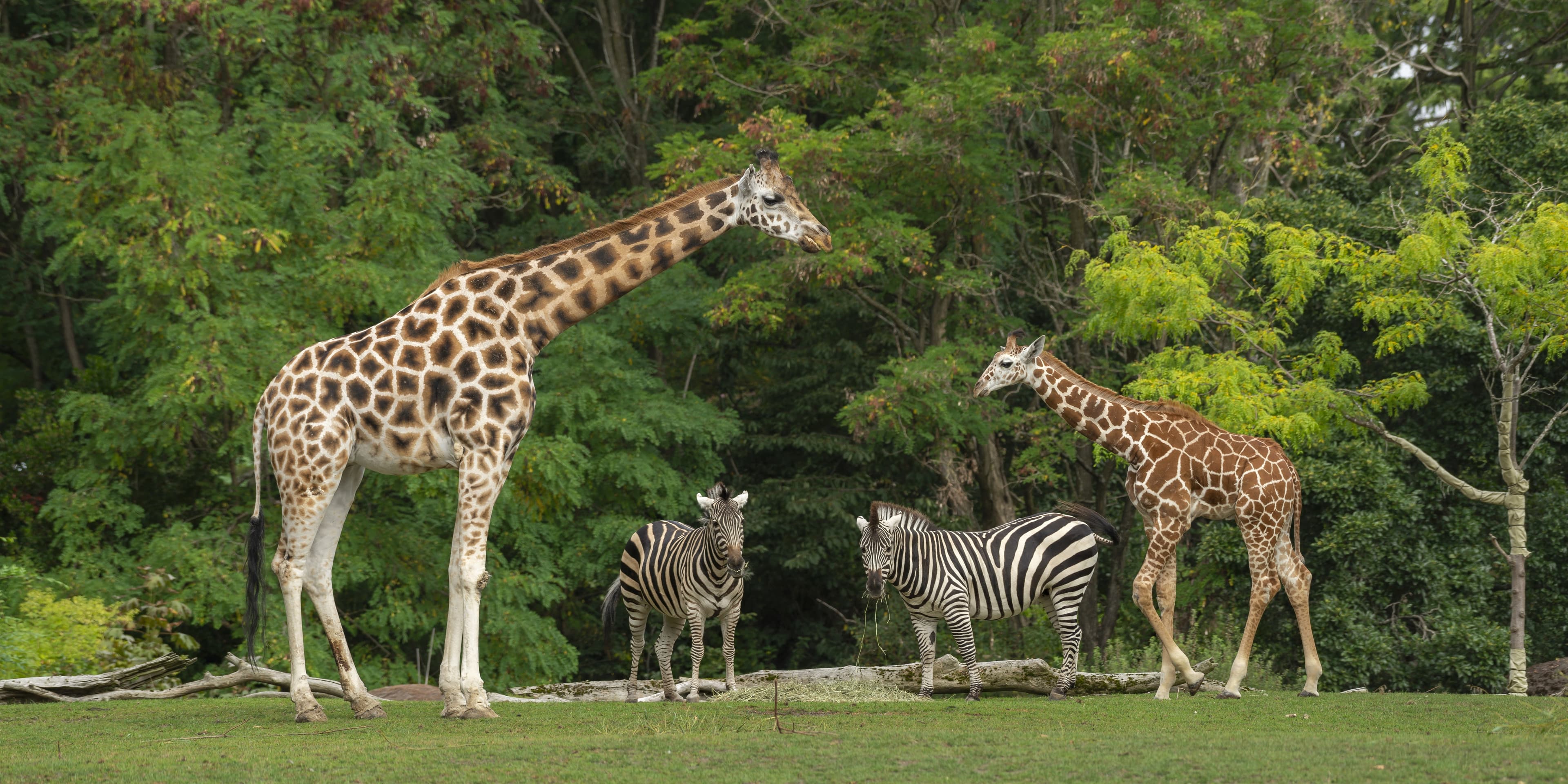 Casela Nature & Safari Park