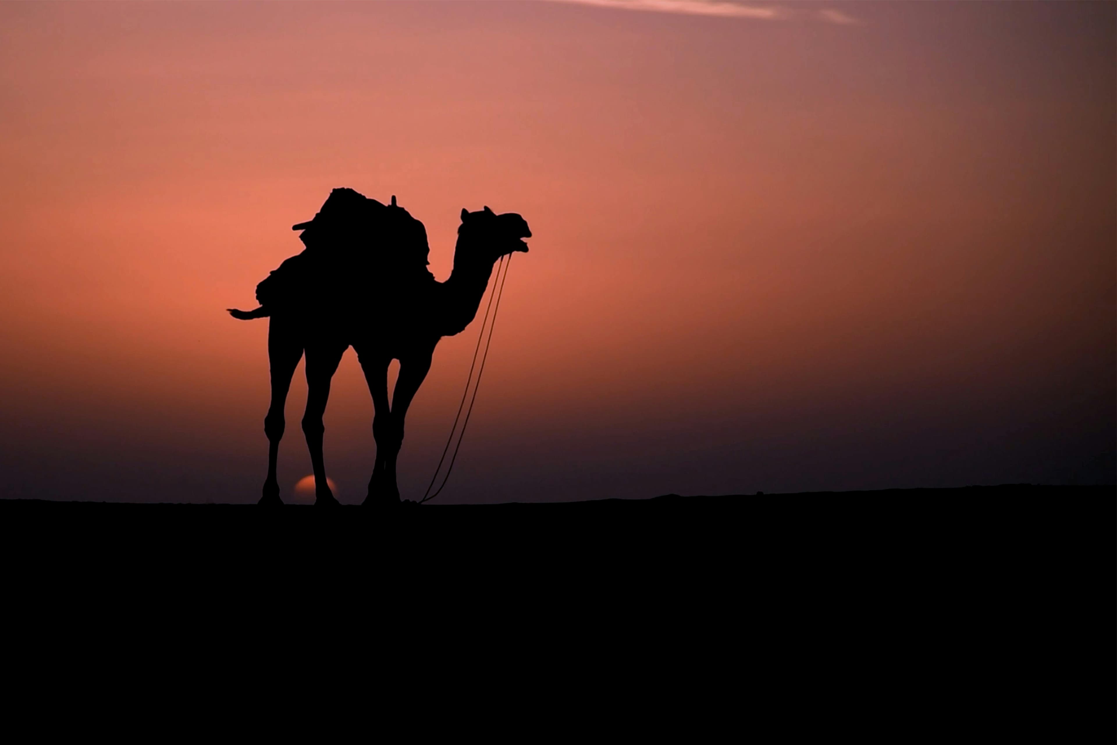 Jodhpur & Jaisalmer: Culture & Desert Adventure slide 1