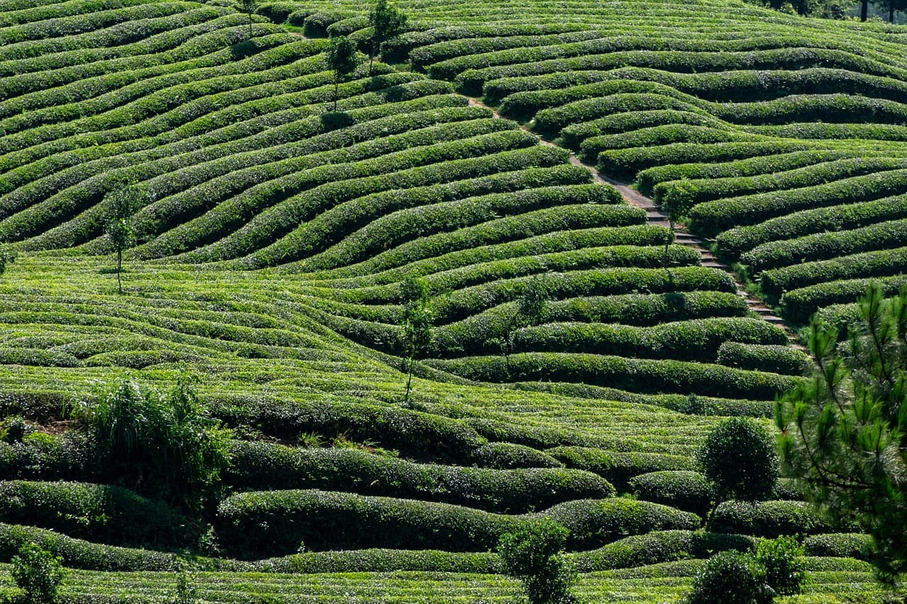 Gangtok to Namchi (South Sikkim)