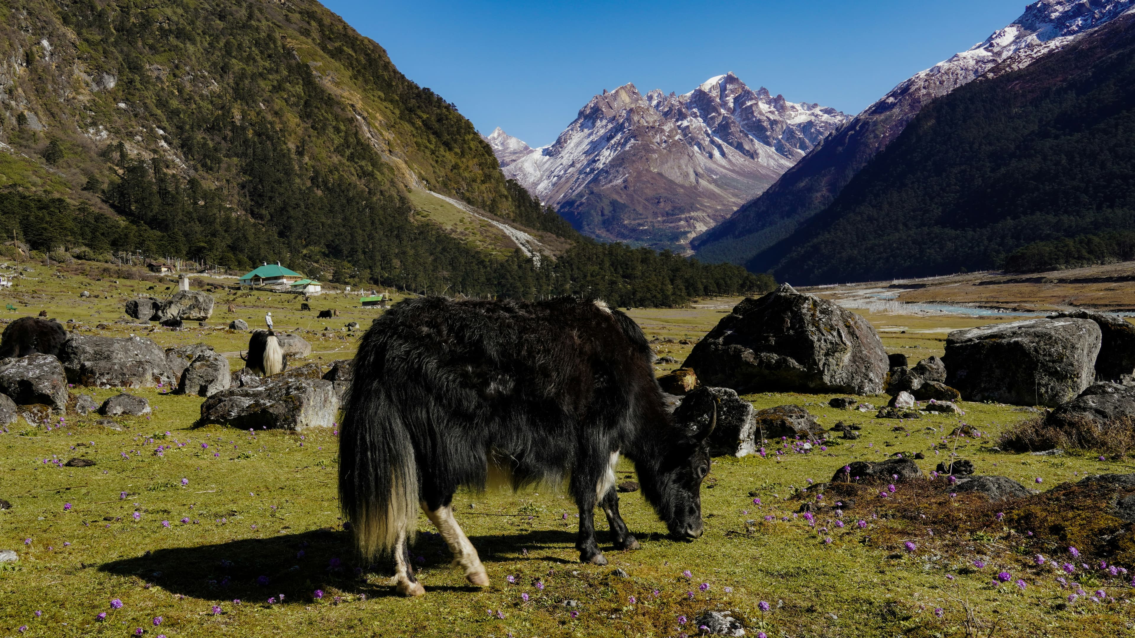 Luxurious Honeymoon – Pelling & Darjeeling (6D/5N) slide 4