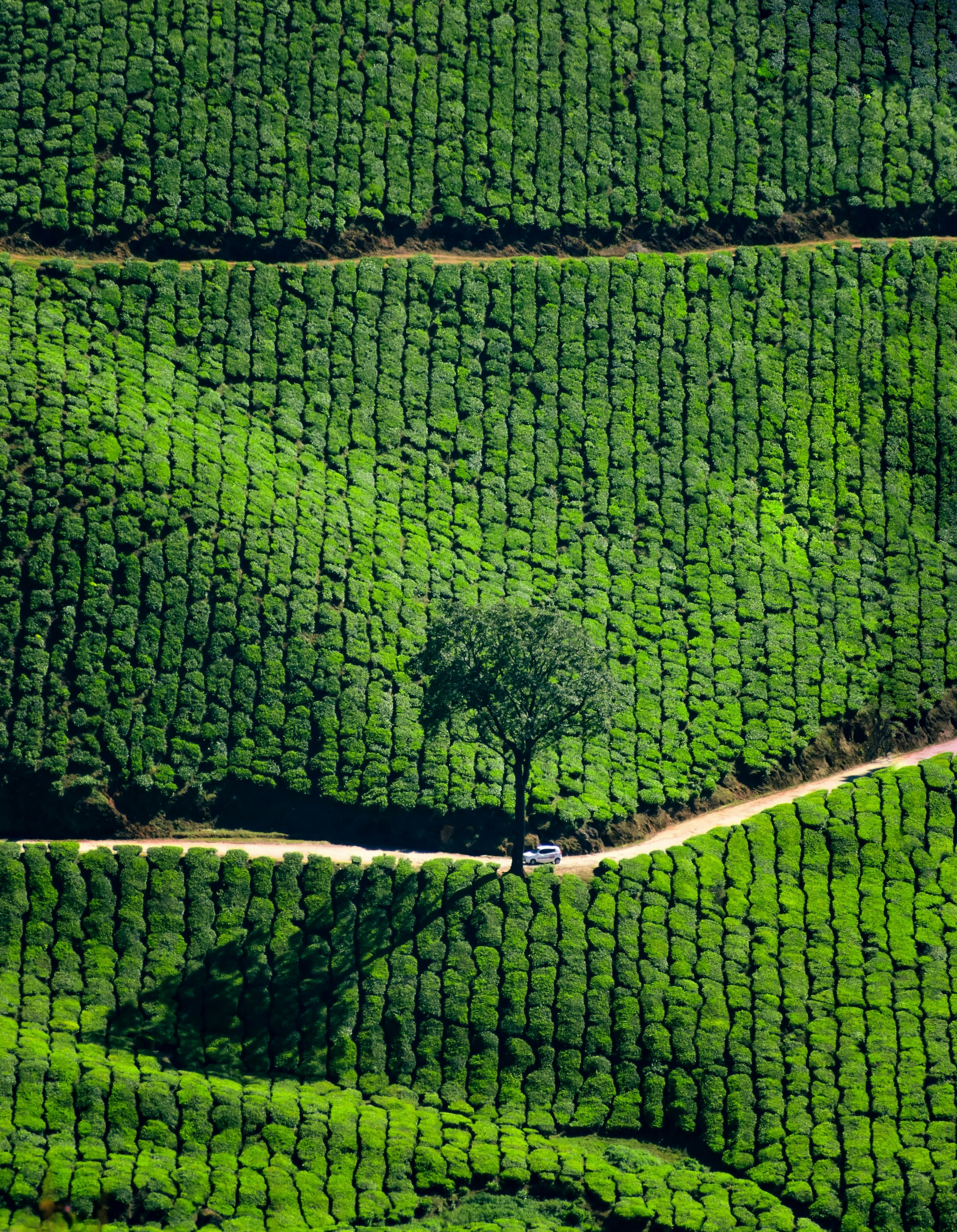 Drive to Darjeeling – Colonial Elegance