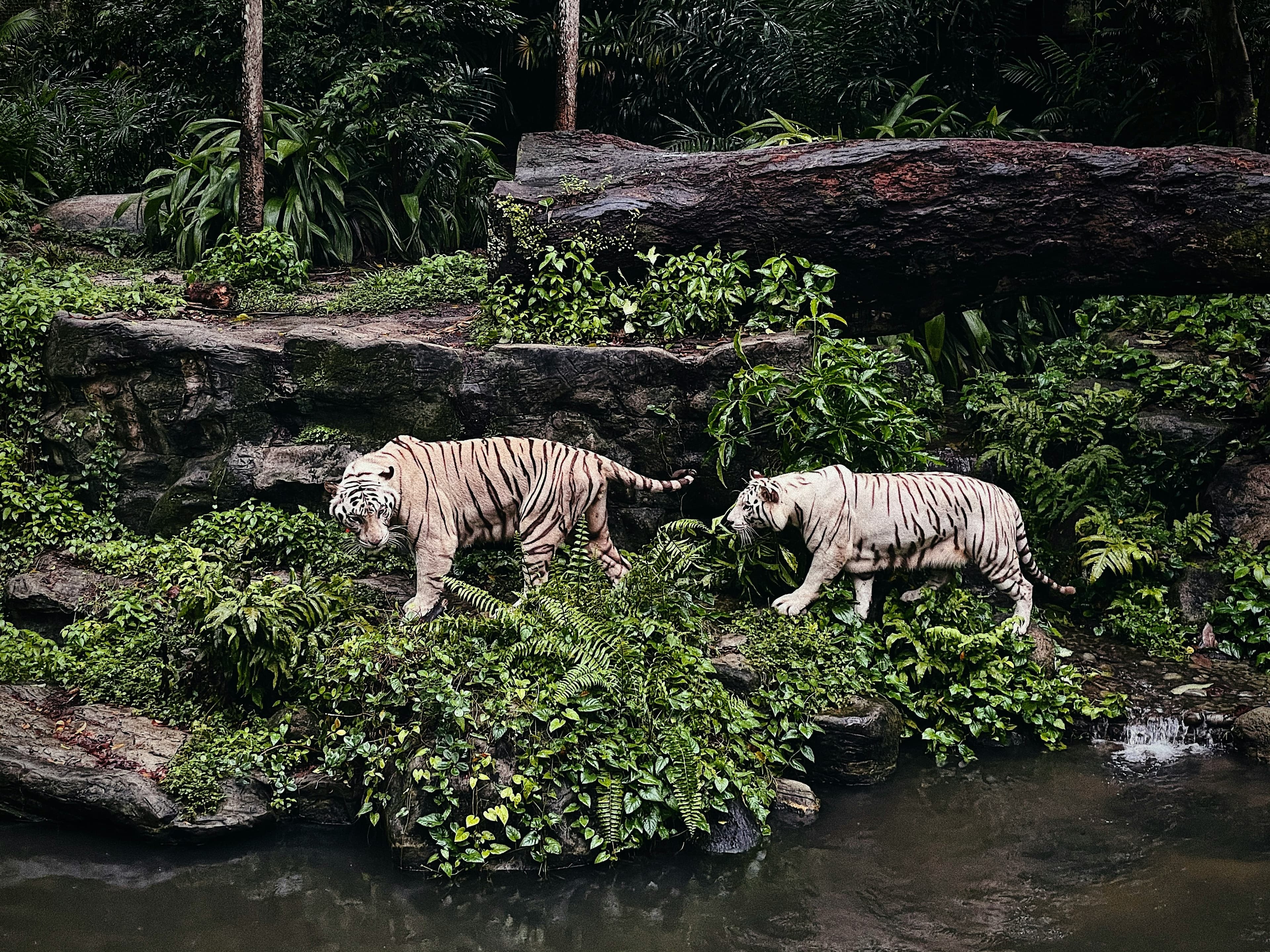 Zoo, River Wonders & Night Safari