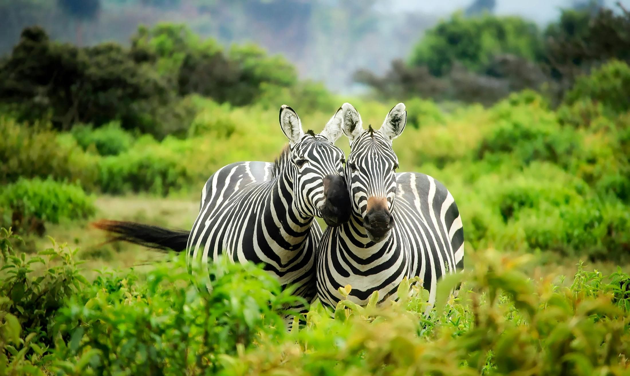 South Africa Safari, Panorama & Cape Tour slide 4