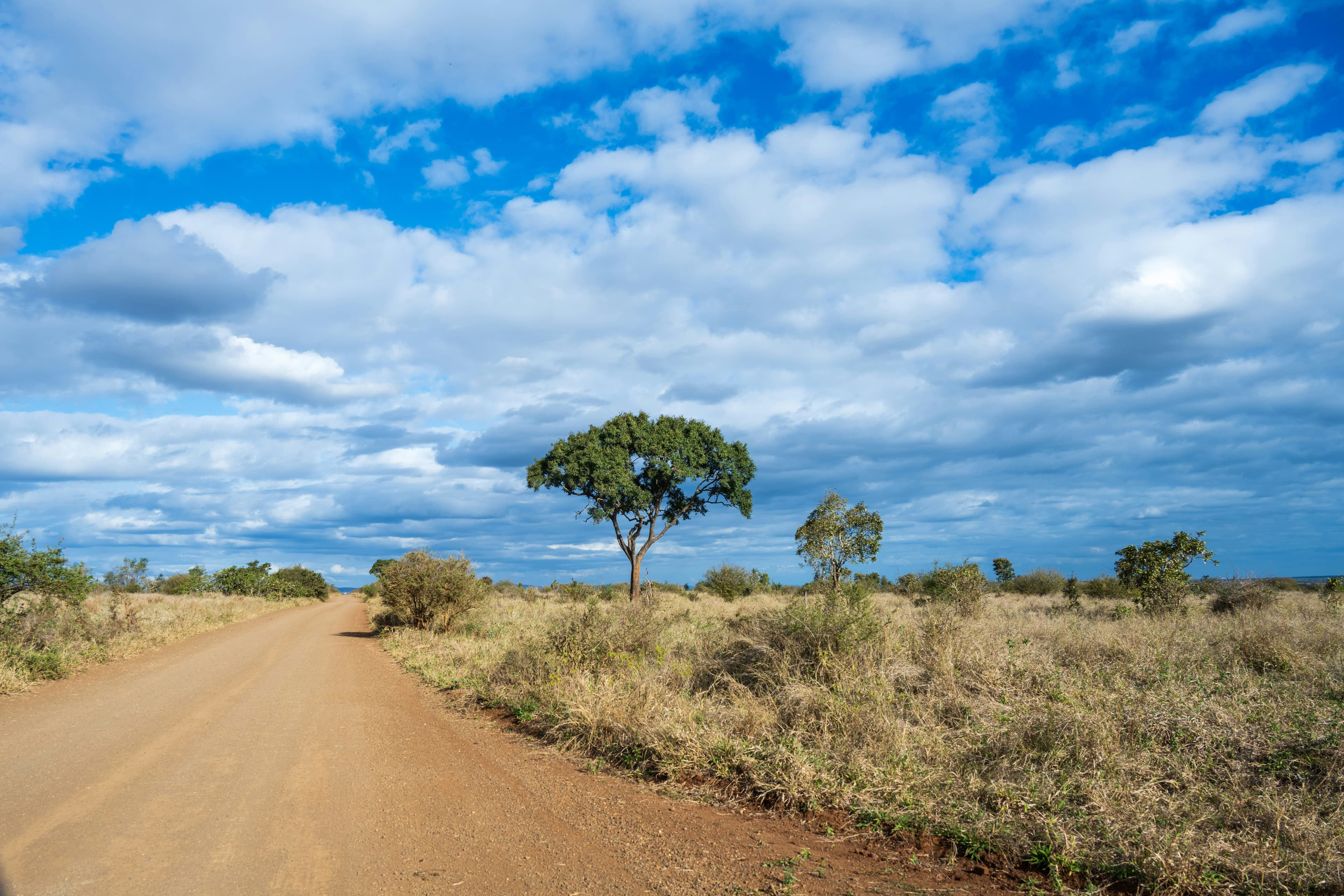 Transfer to Kruger & Afternoon Safari