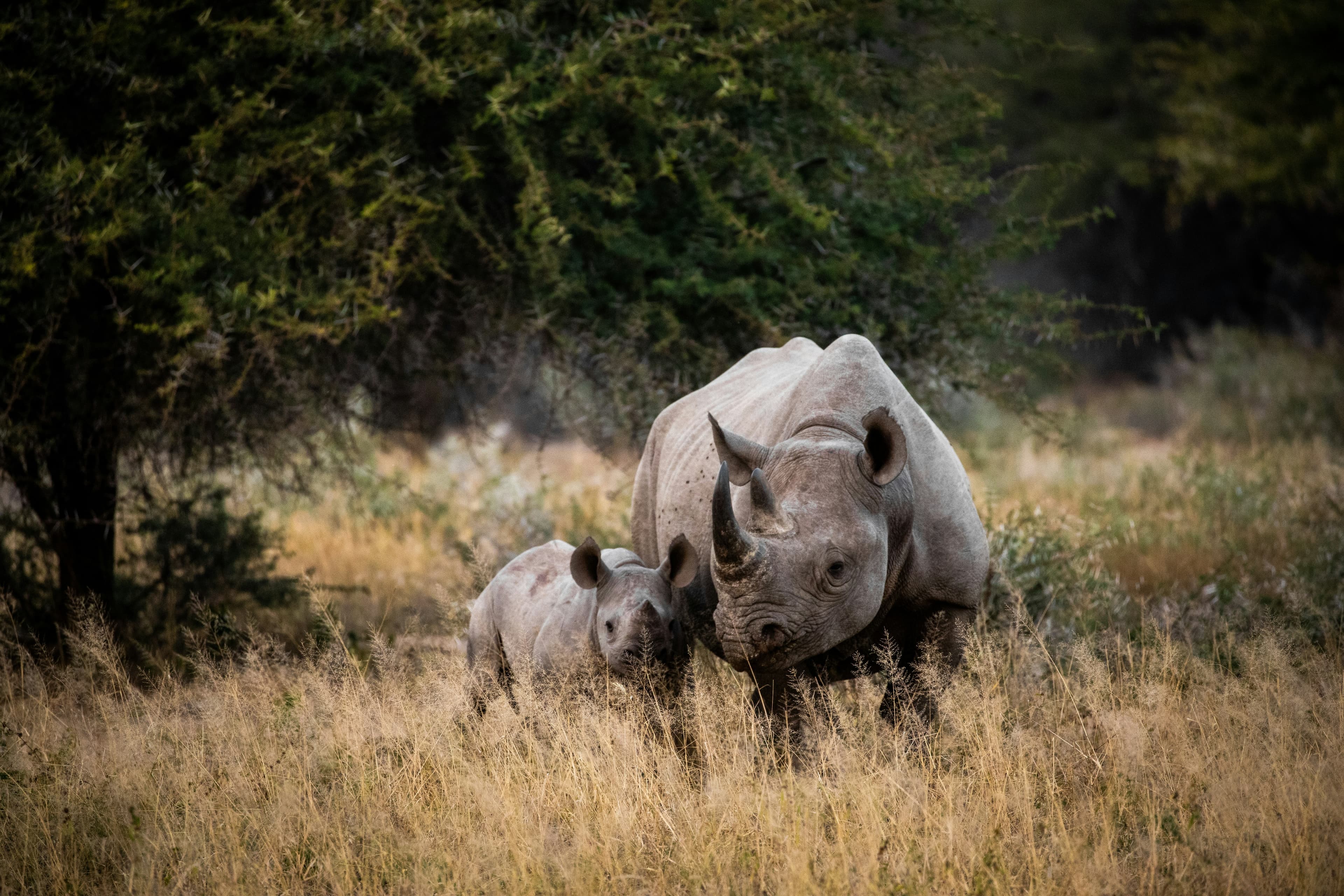 Full-Day Safari Experience