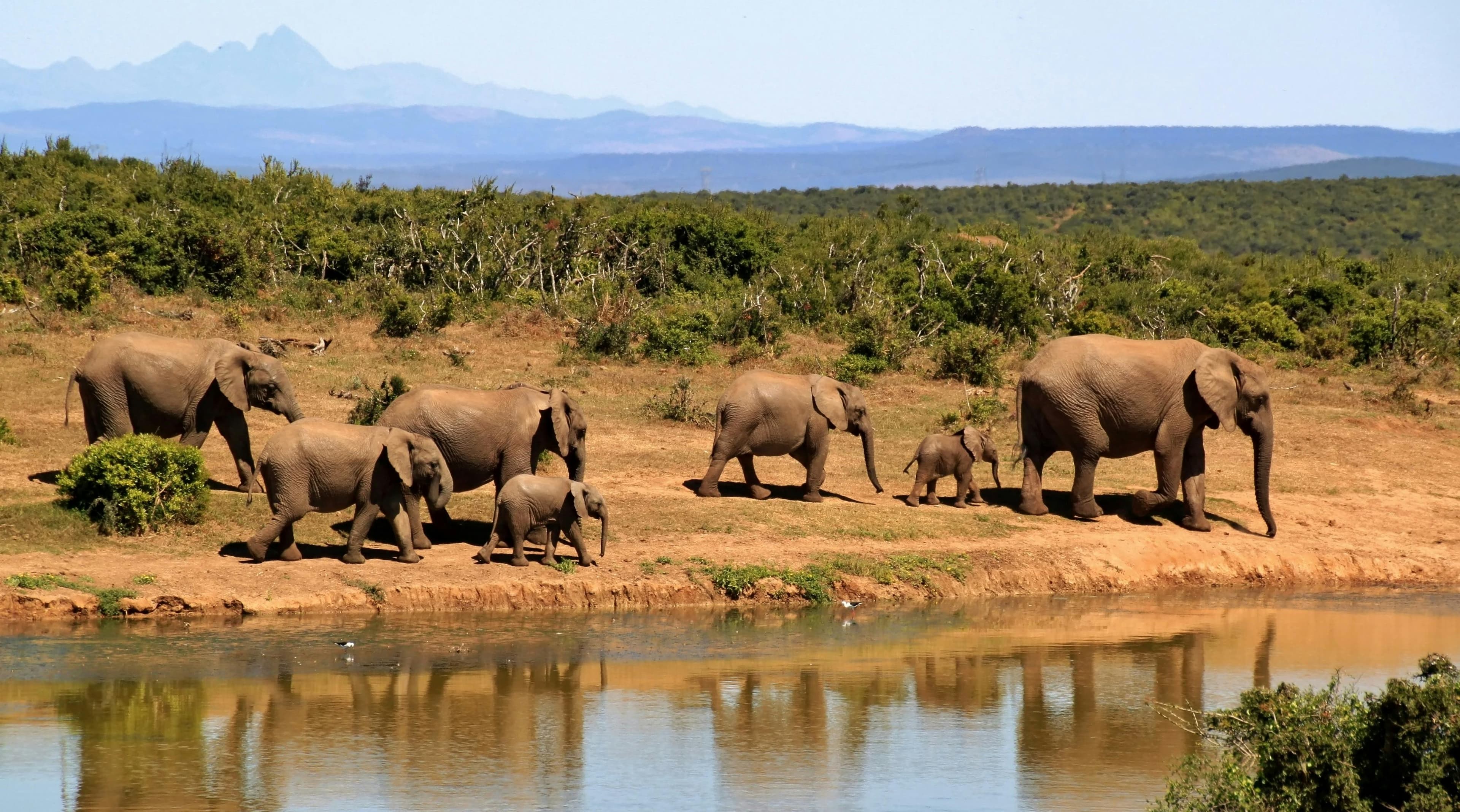 South Africa Safari, Panorama & Cape Tour