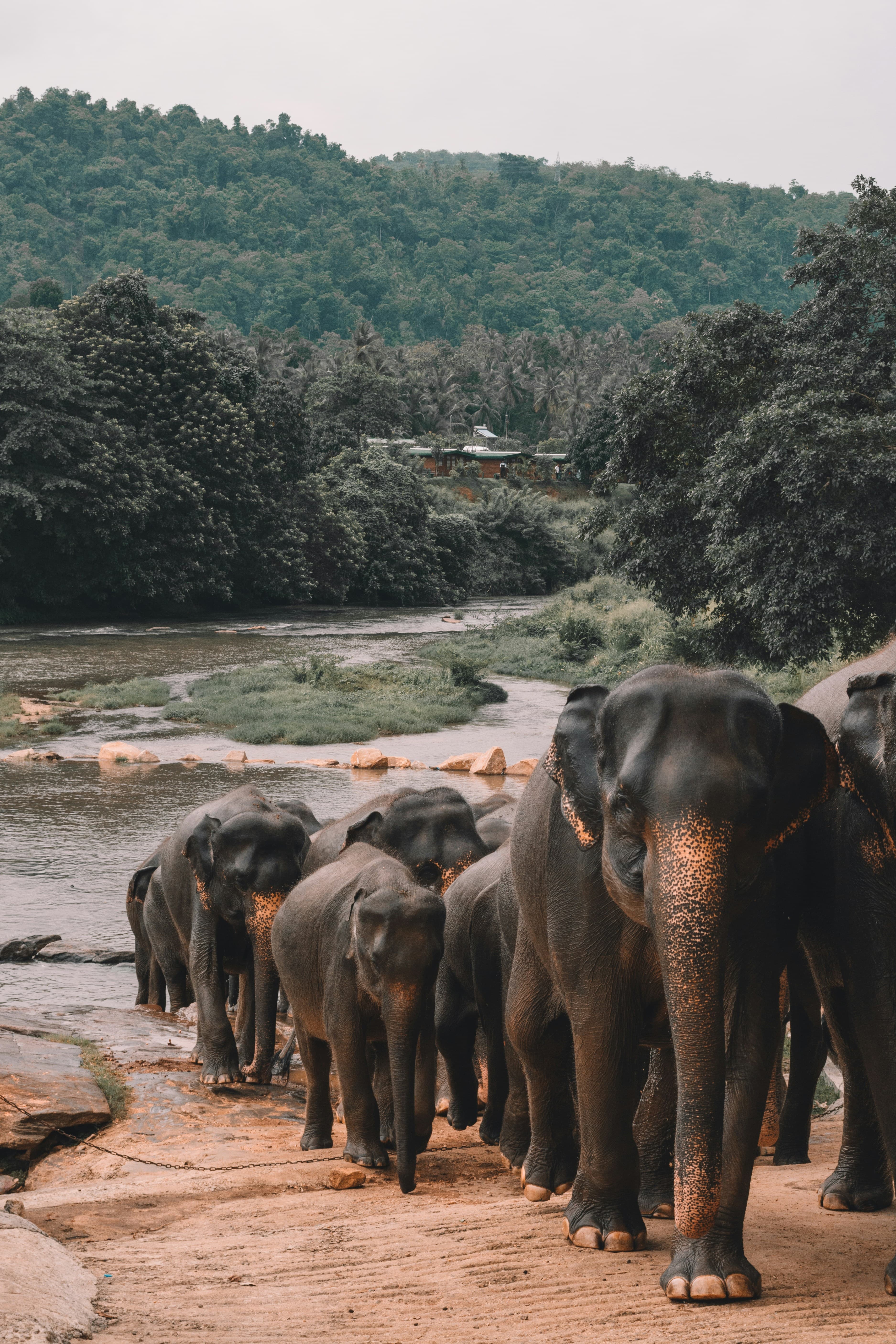 Pinnawala Elephant Orphanage & Kandy