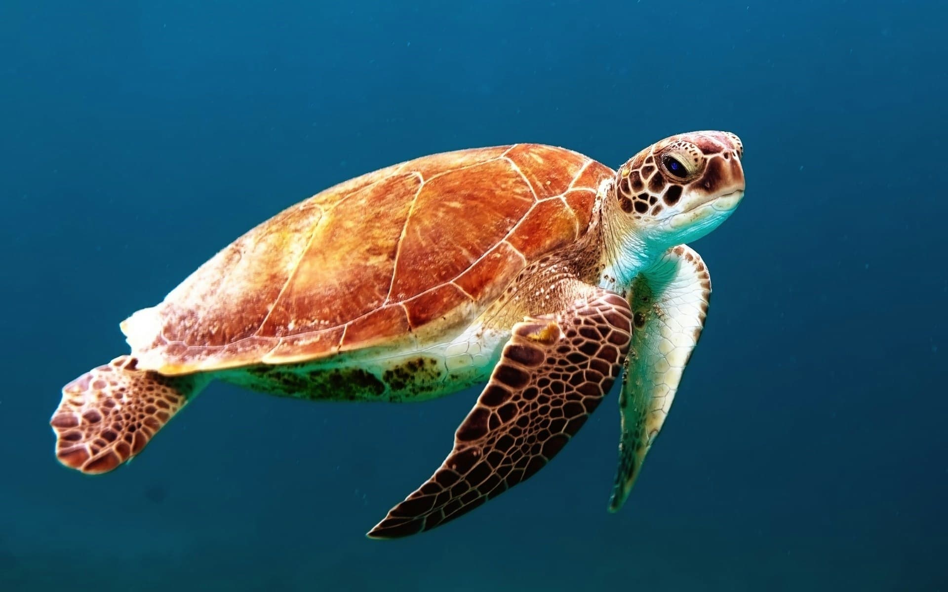 Turtle Conservation & Bentota