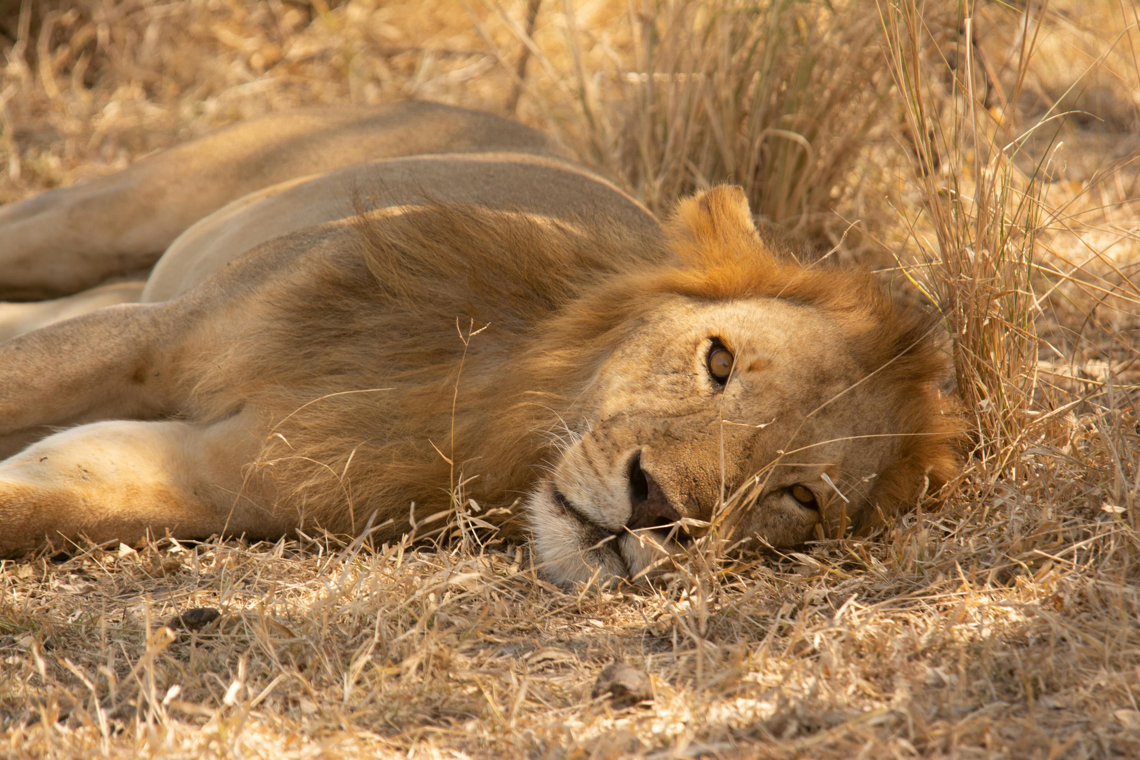 Classic Tanzania Safari Adventure slide 5