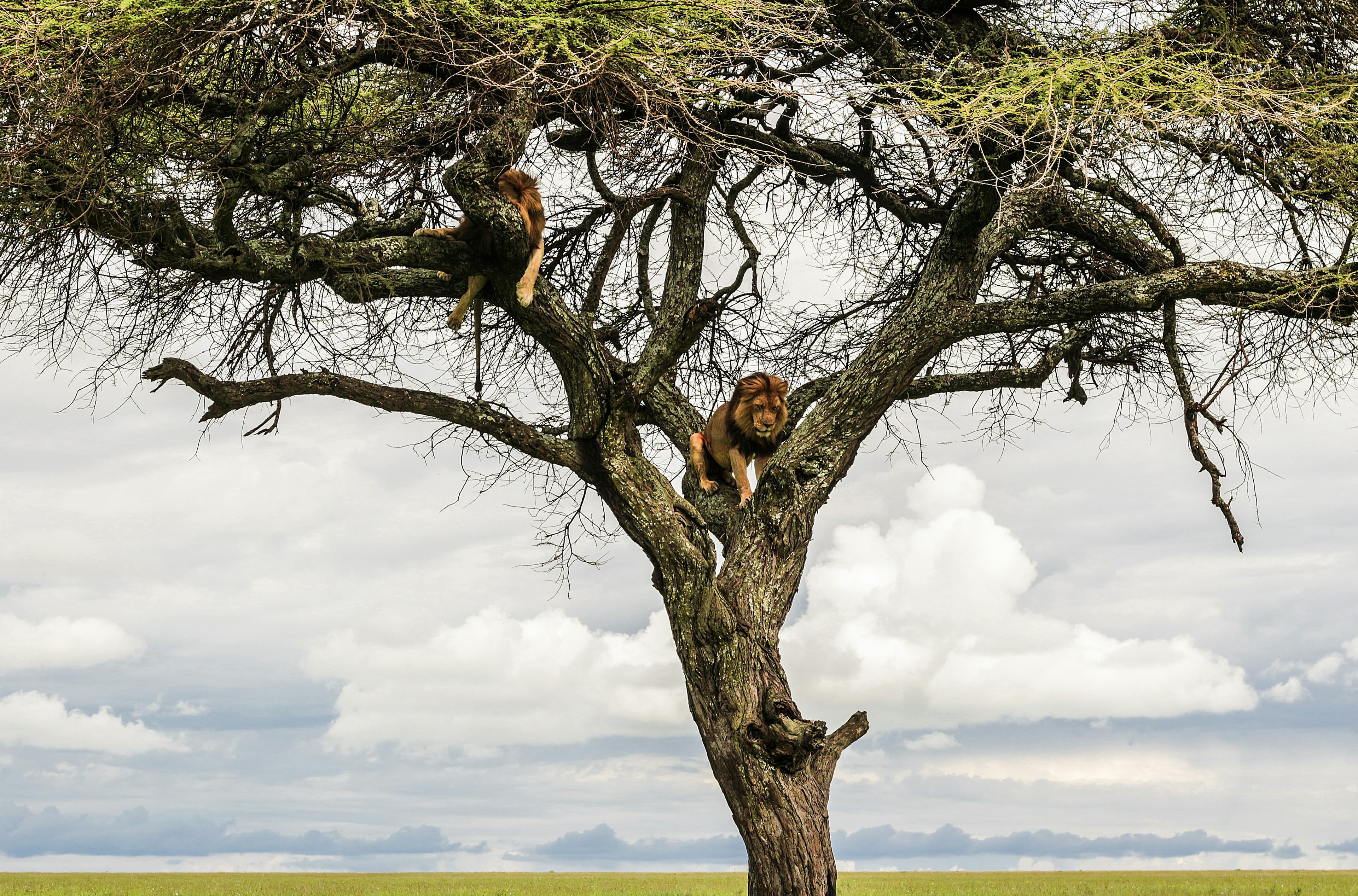 Tarangire to Serengeti