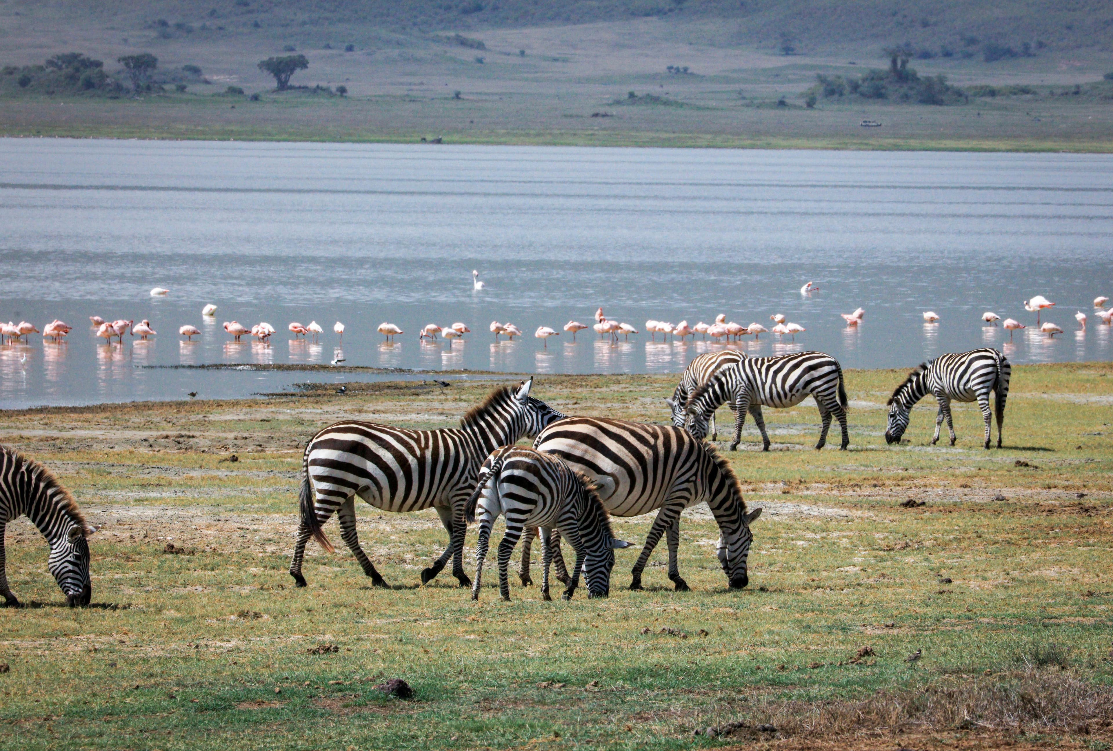 Lake Manyara National Park & Return