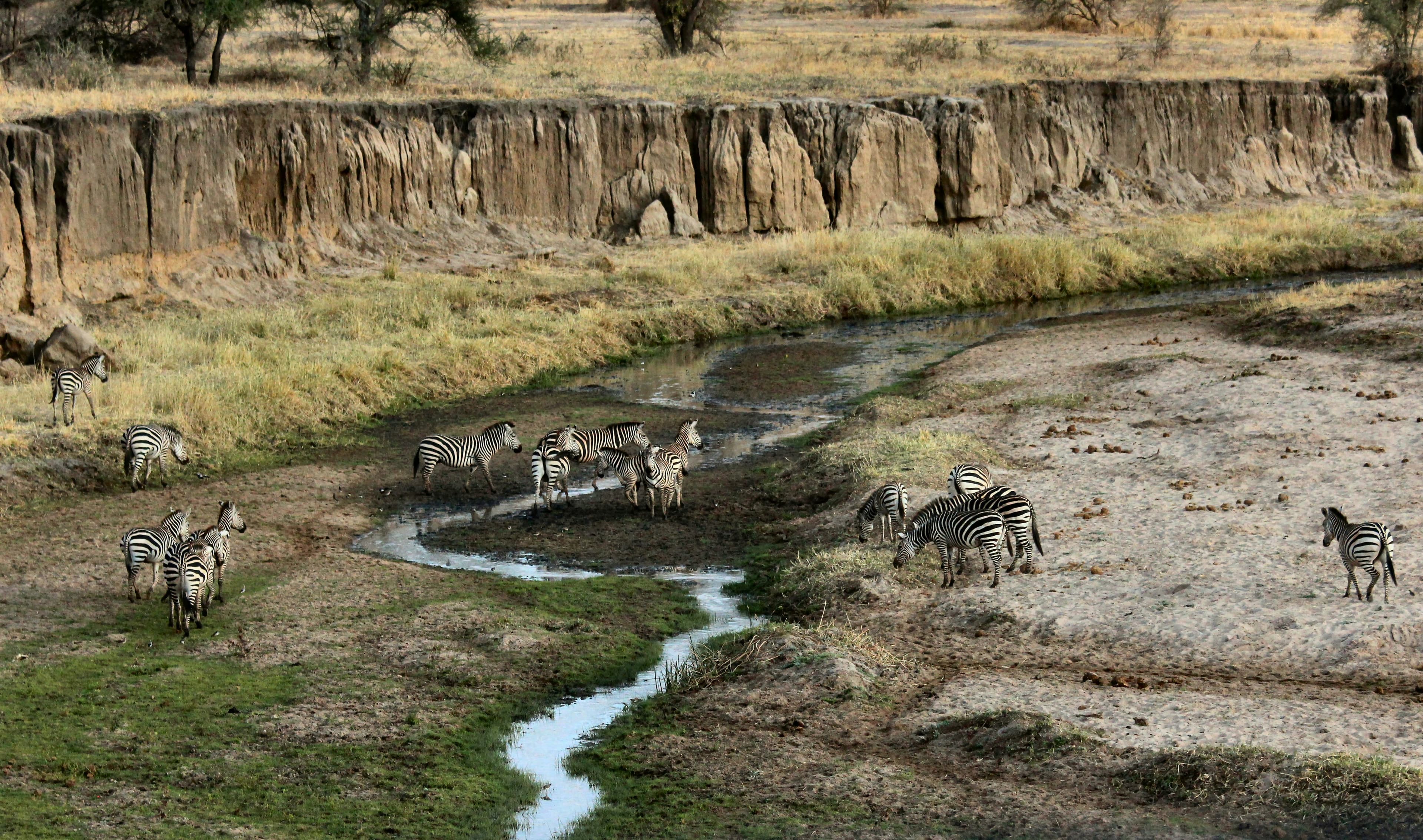 Classic Tanzania Safari Adventure