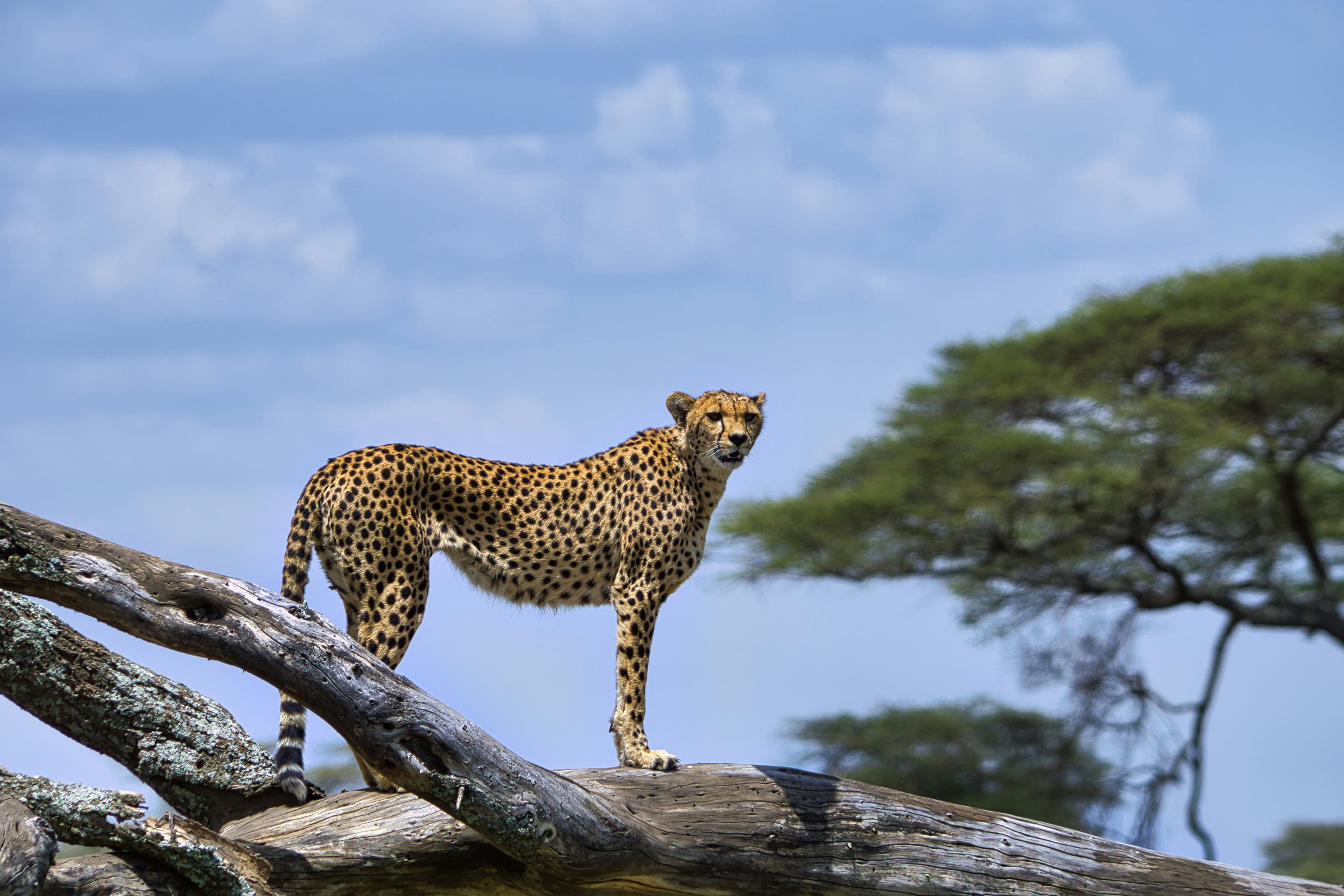 Luxury Tanzania Safari Signature Journey slide 2