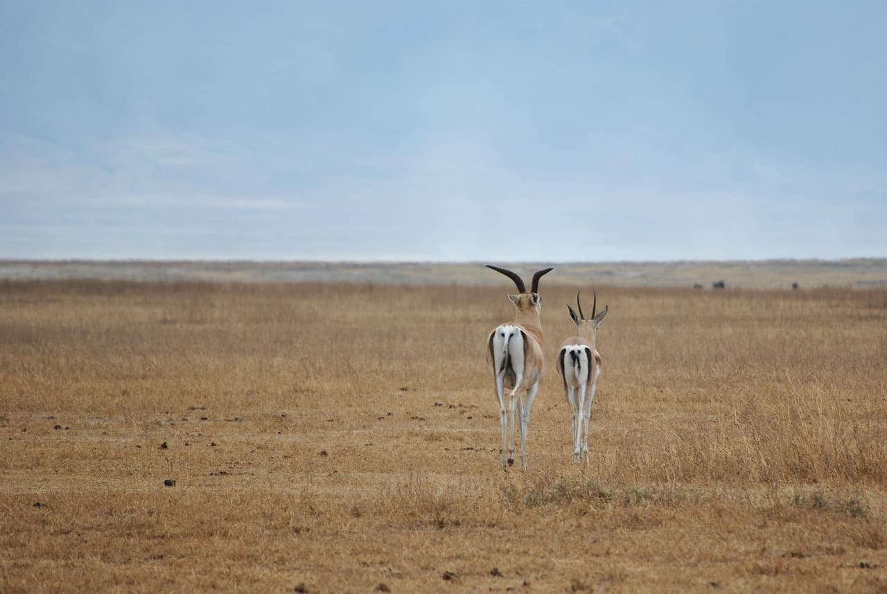 Luxury Tanzania Safari Signature Journey slide 5
