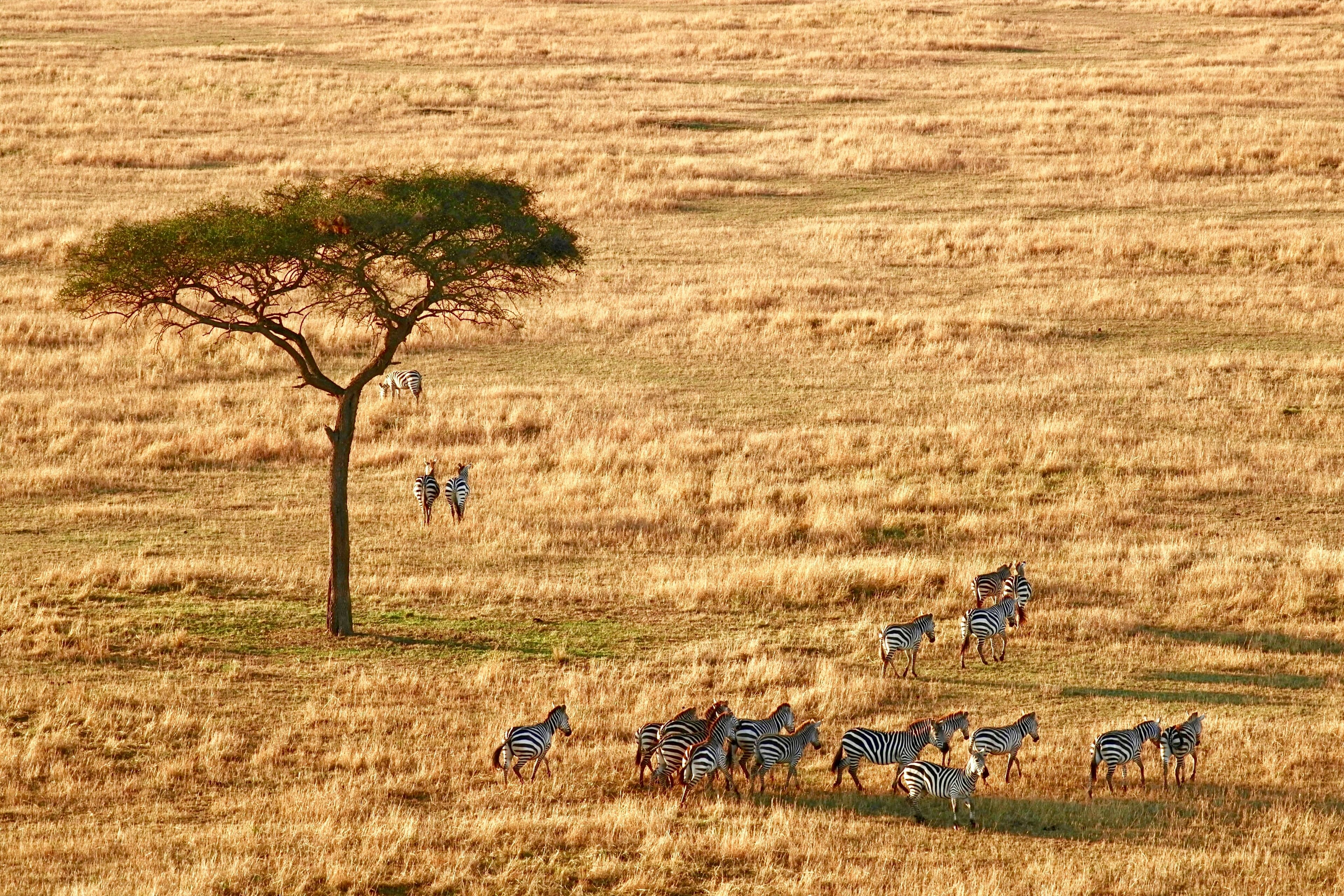 Arrival in Arusha – Gateway to the Safari