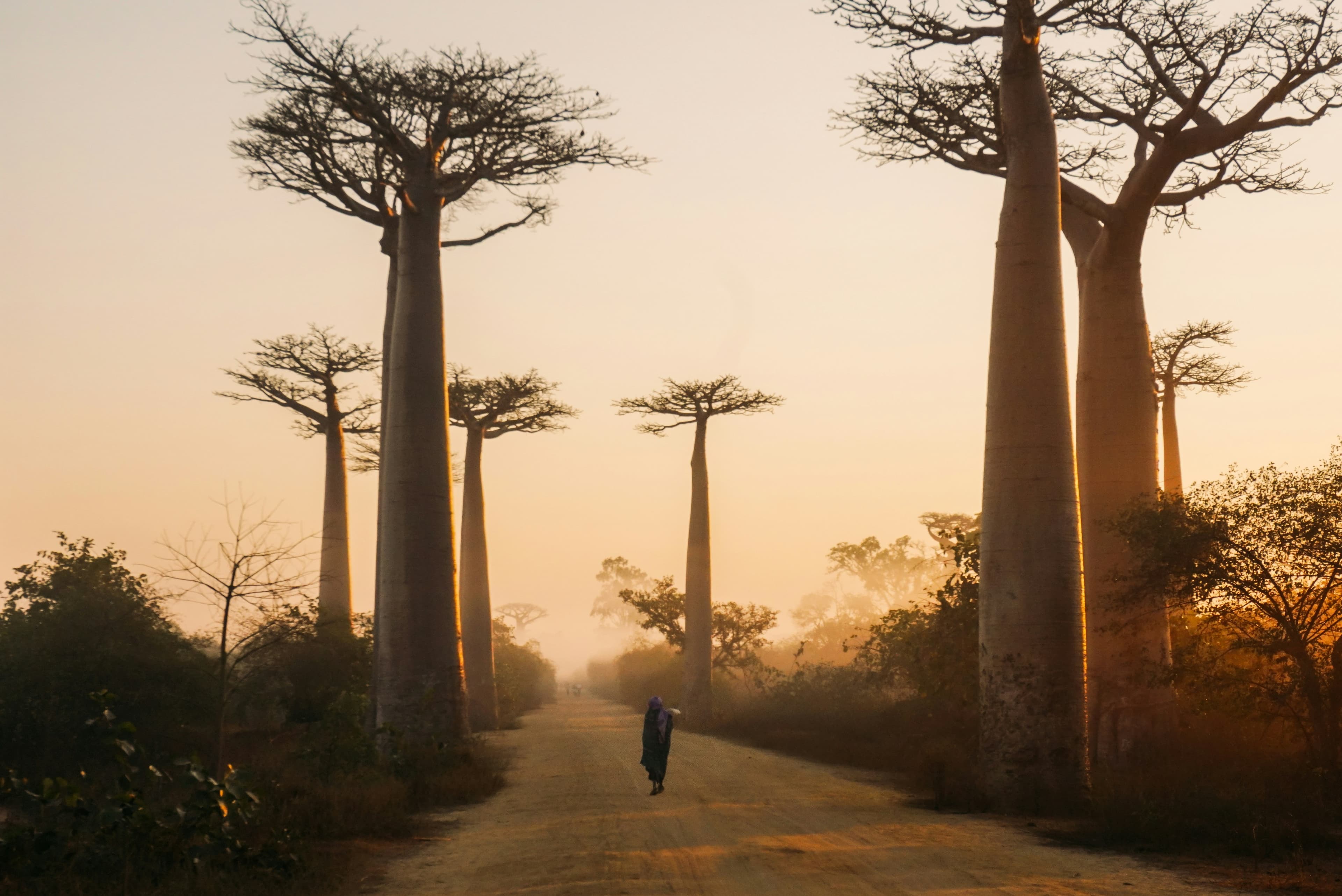 Tarangire – Elephants & Baobabs