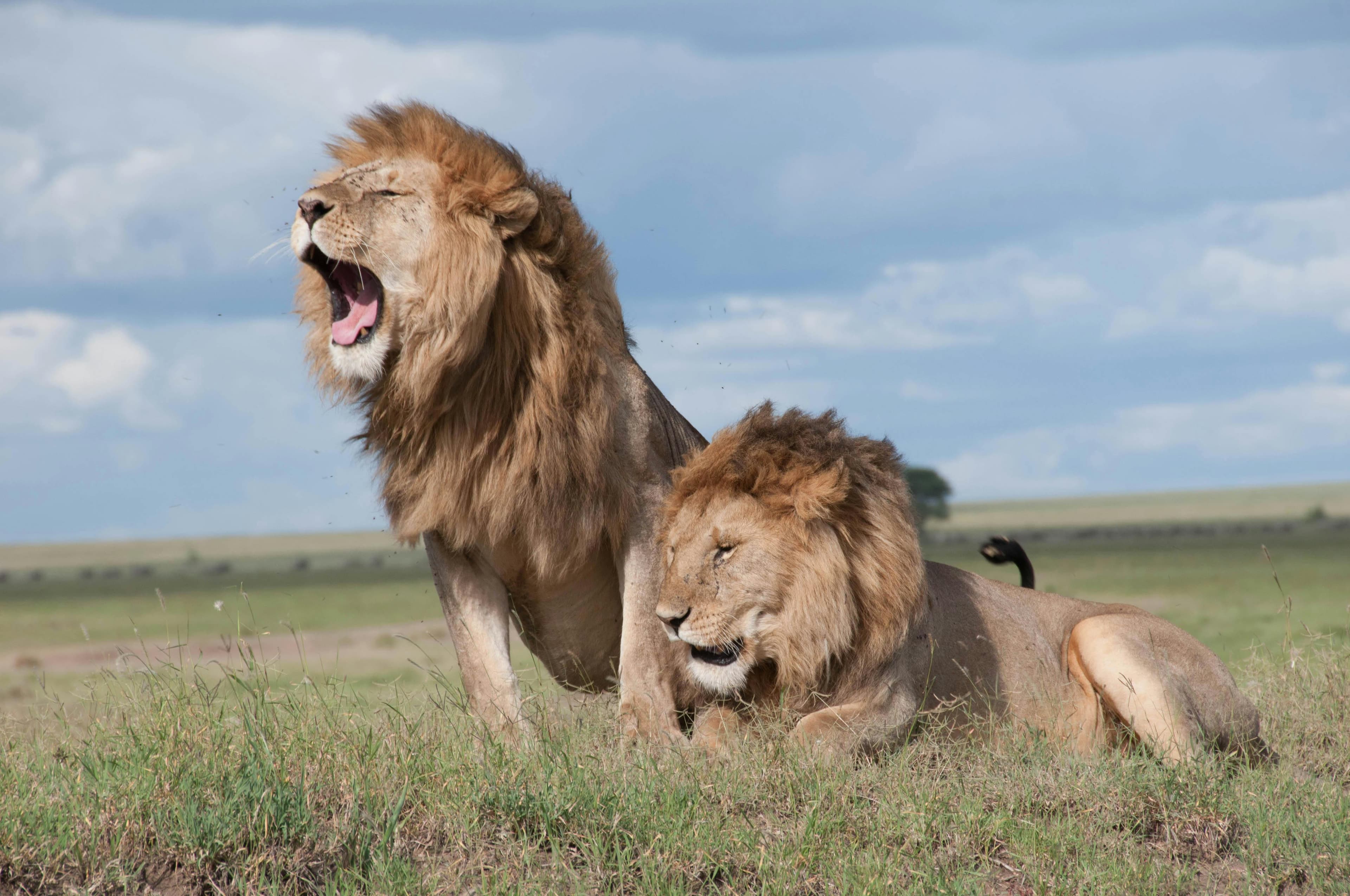 Full-Day Serengeti Safari