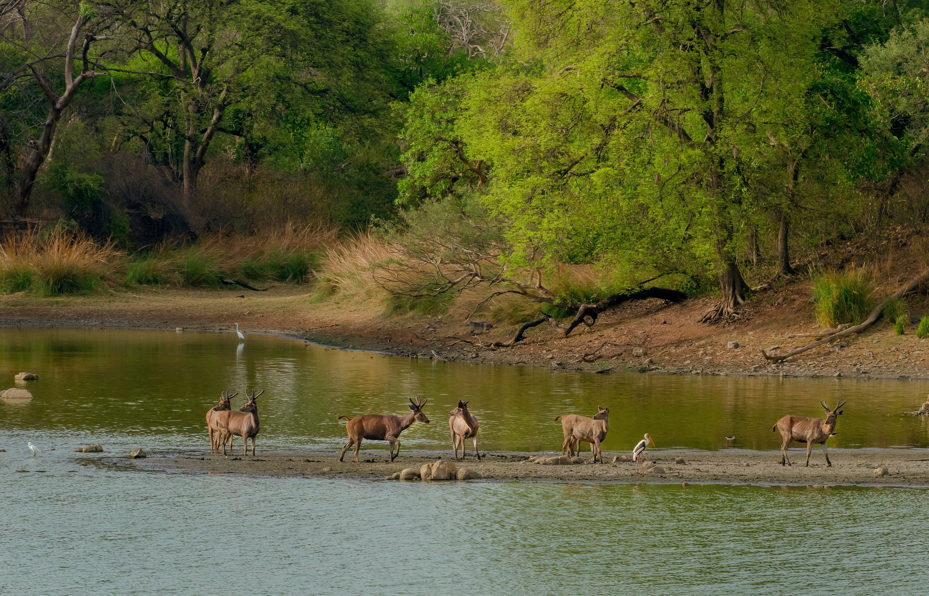 Lake Manyara & Return to Arusha